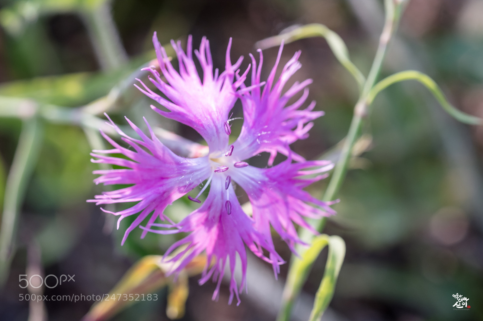 Fujifilm X-T2 sample photo. Dianthus sinensis photography
