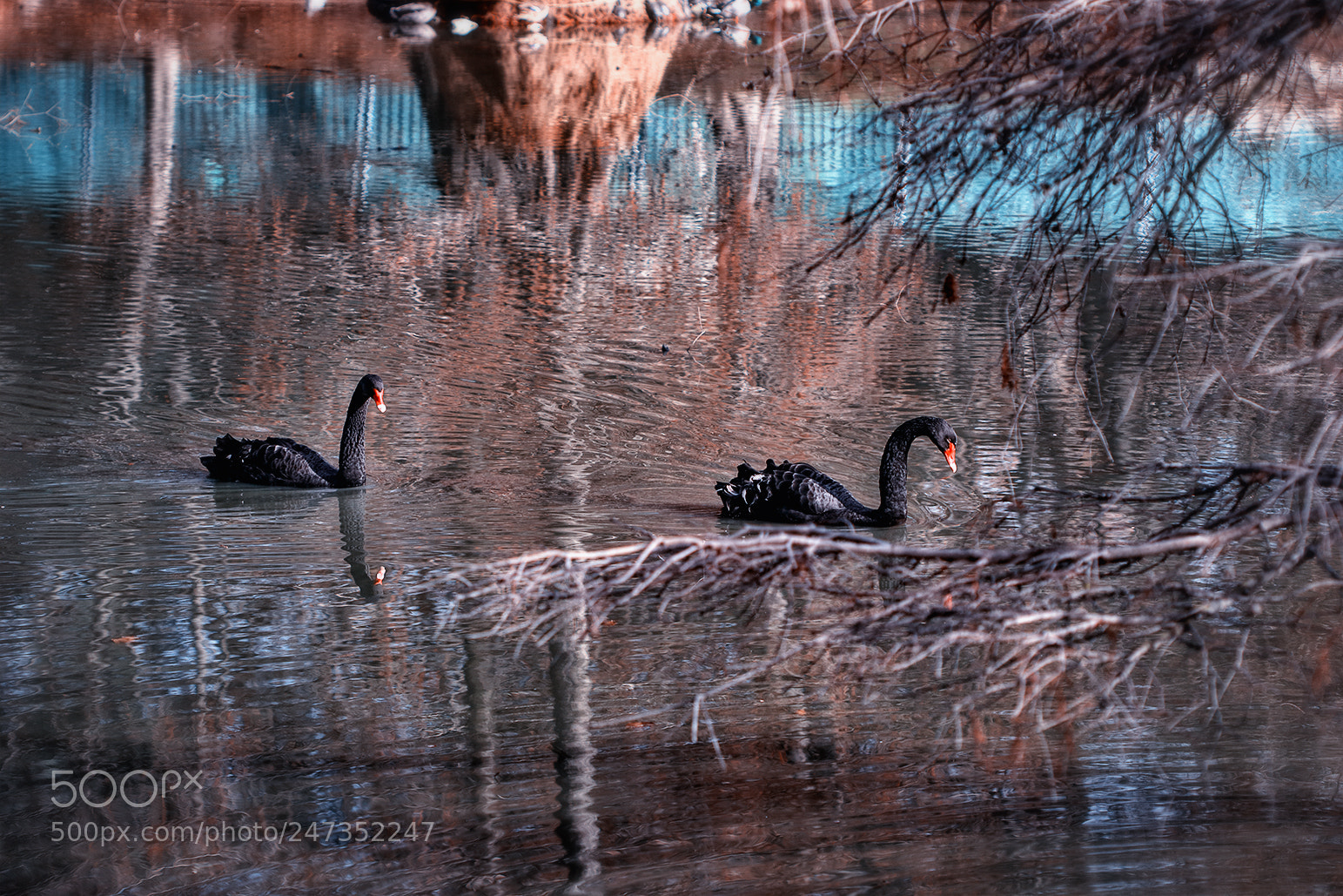 Canon EOS 80D sample photo. Black swans photography