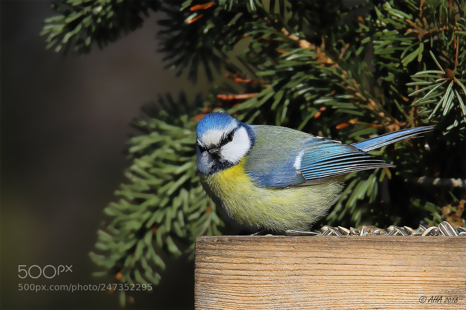 Canon EOS 7D Mark II sample photo. Blue tit photography