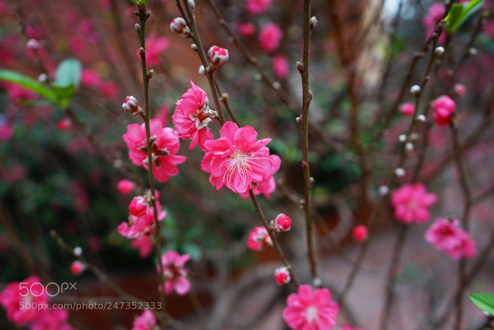 Sony a7 II sample photo. Peach blossoms photography