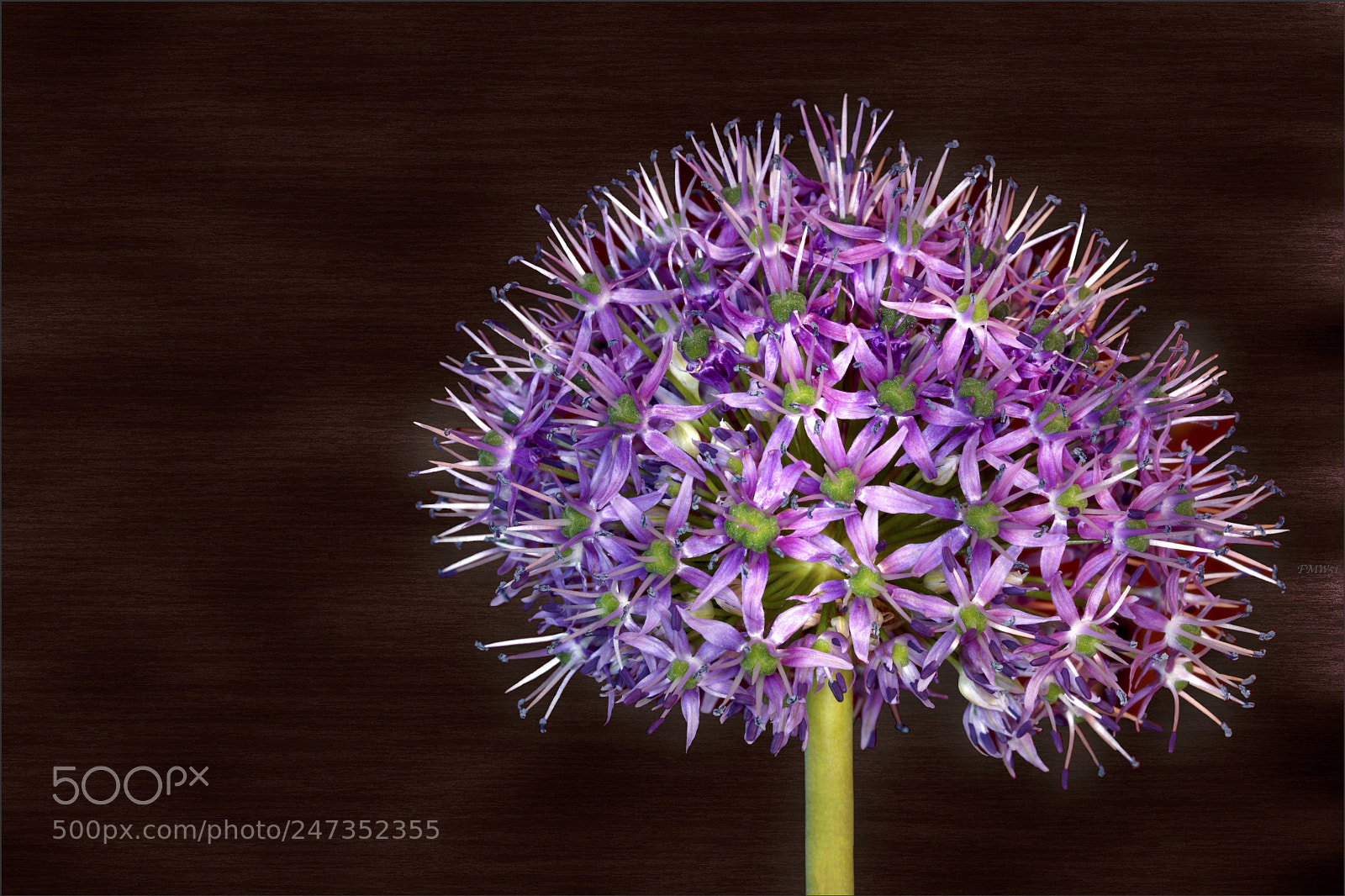 Sony ILCA-77M2 sample photo. Purple bulb photography