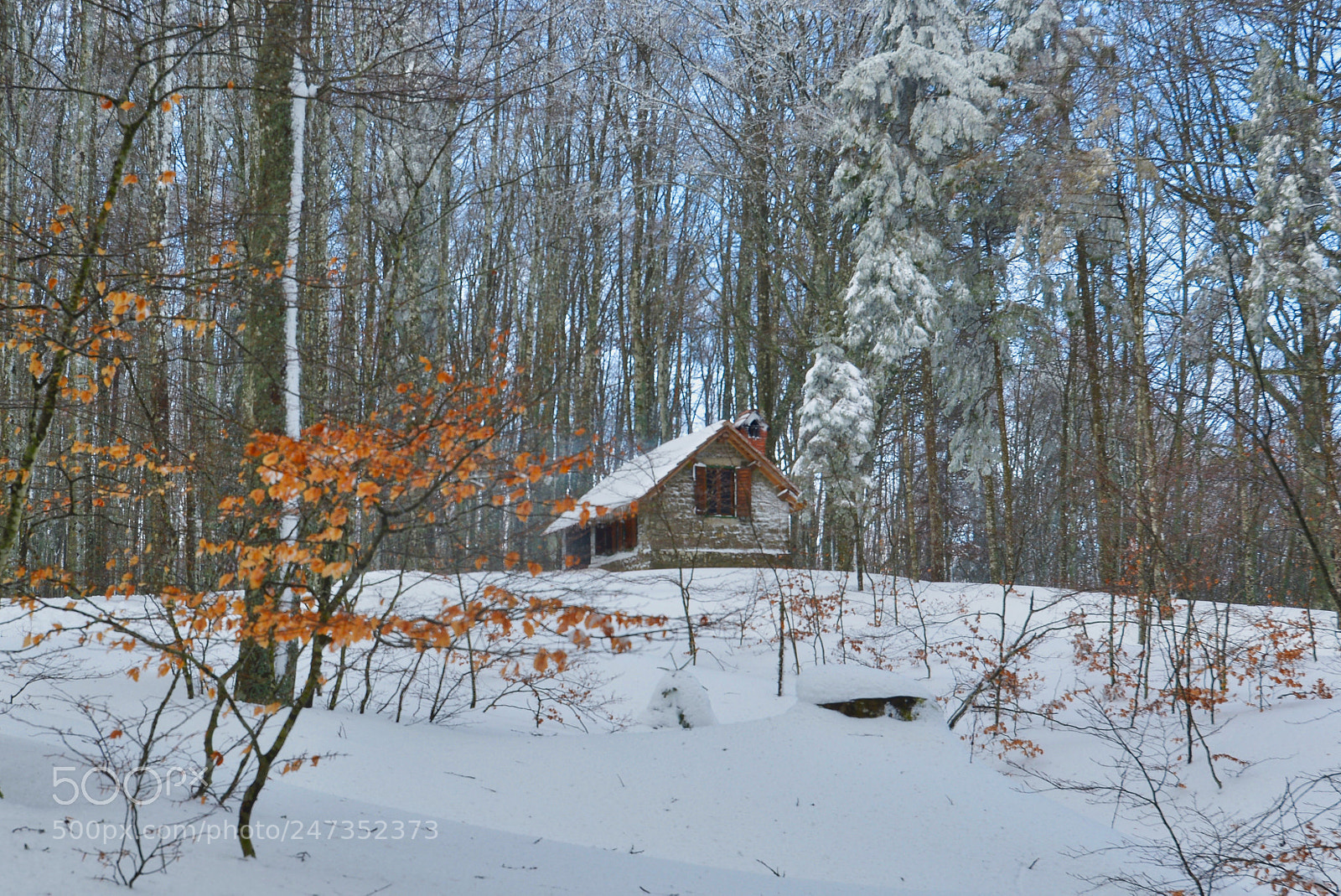 Nikon D600 sample photo. Forest of vallombrosa photography
