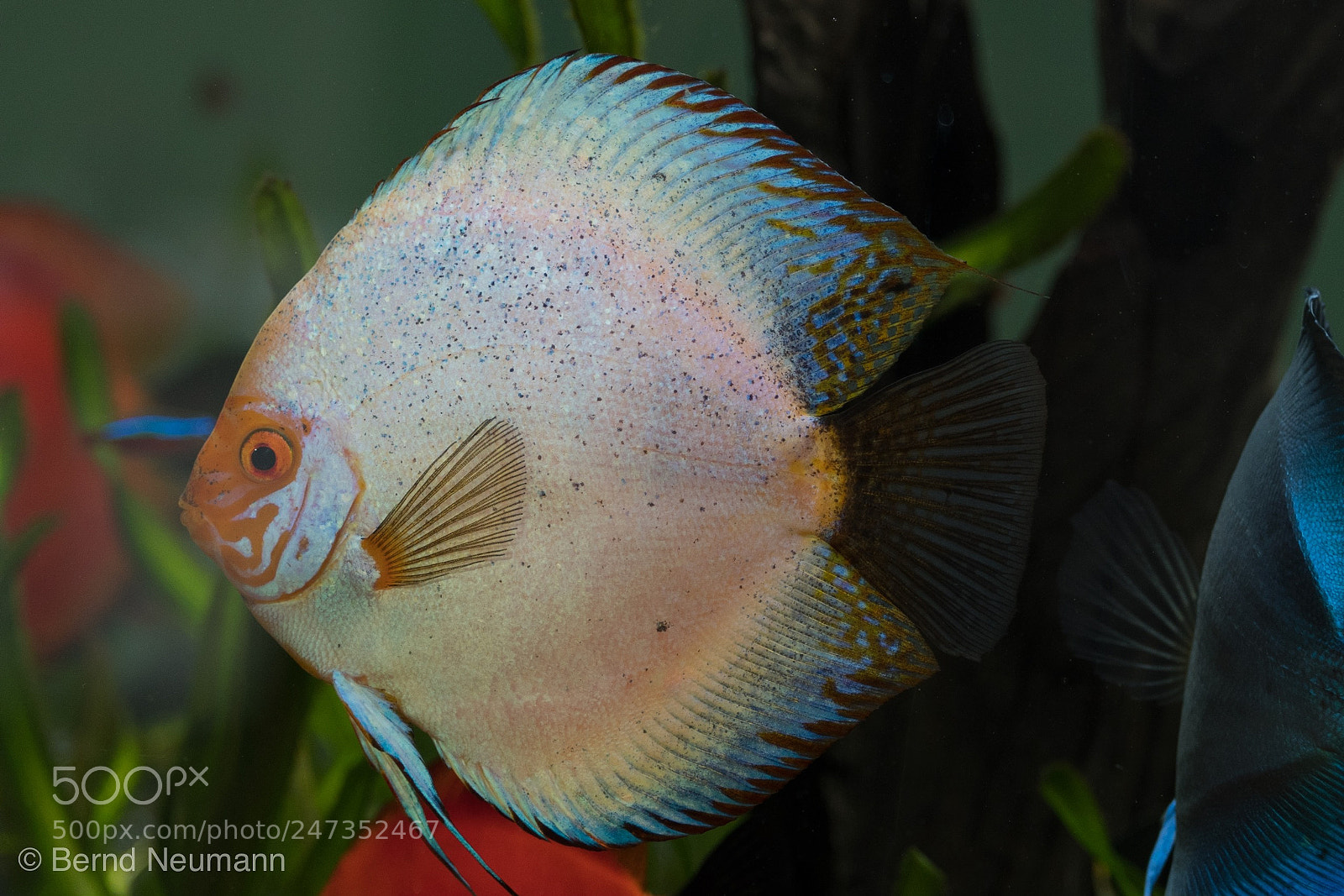 Nikon D7500 sample photo. Diskus fish photography