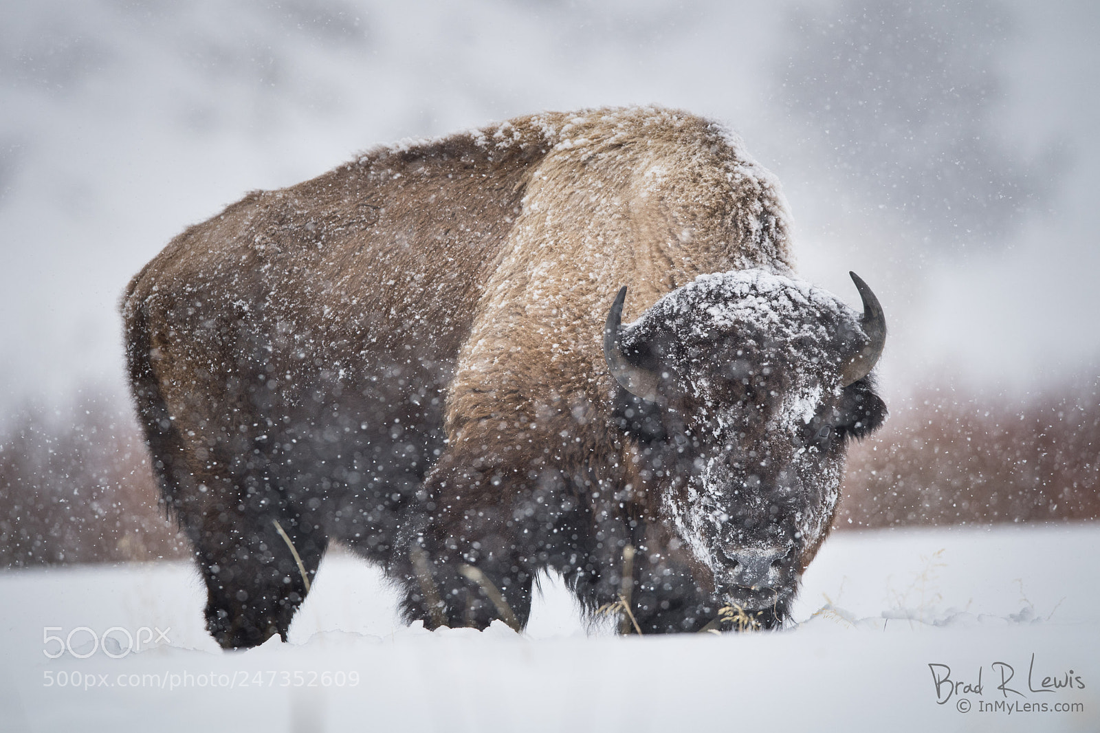 Nikon D5 sample photo. American bison - snowy photography