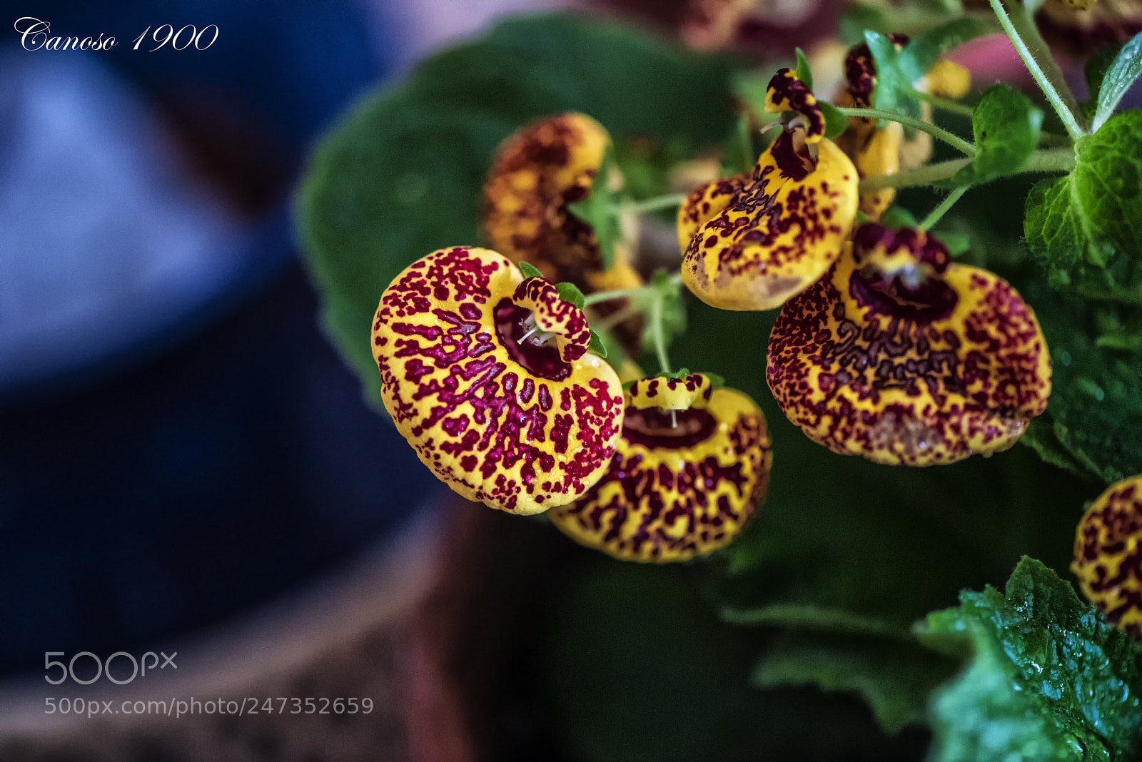 Nikon D810 sample photo. Colores photography