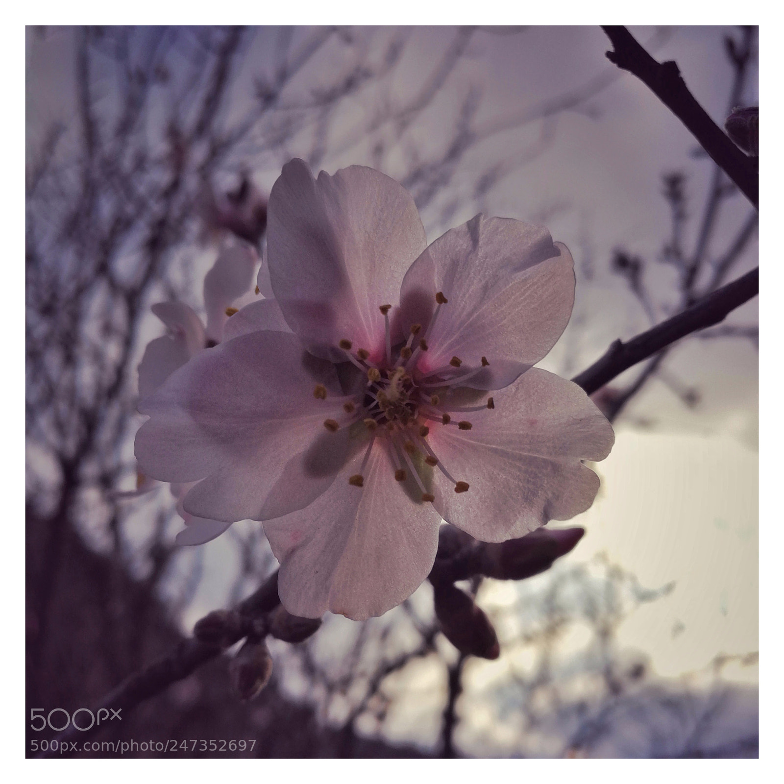 HUAWEI P10 sample photo. Untitled photography