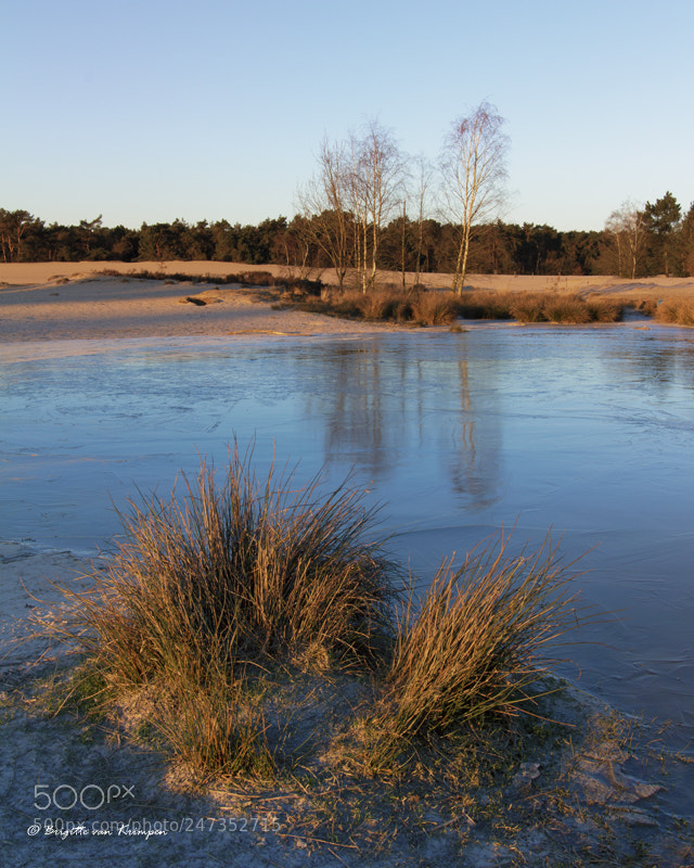 Canon EOS 60D sample photo. On frozen ground photography