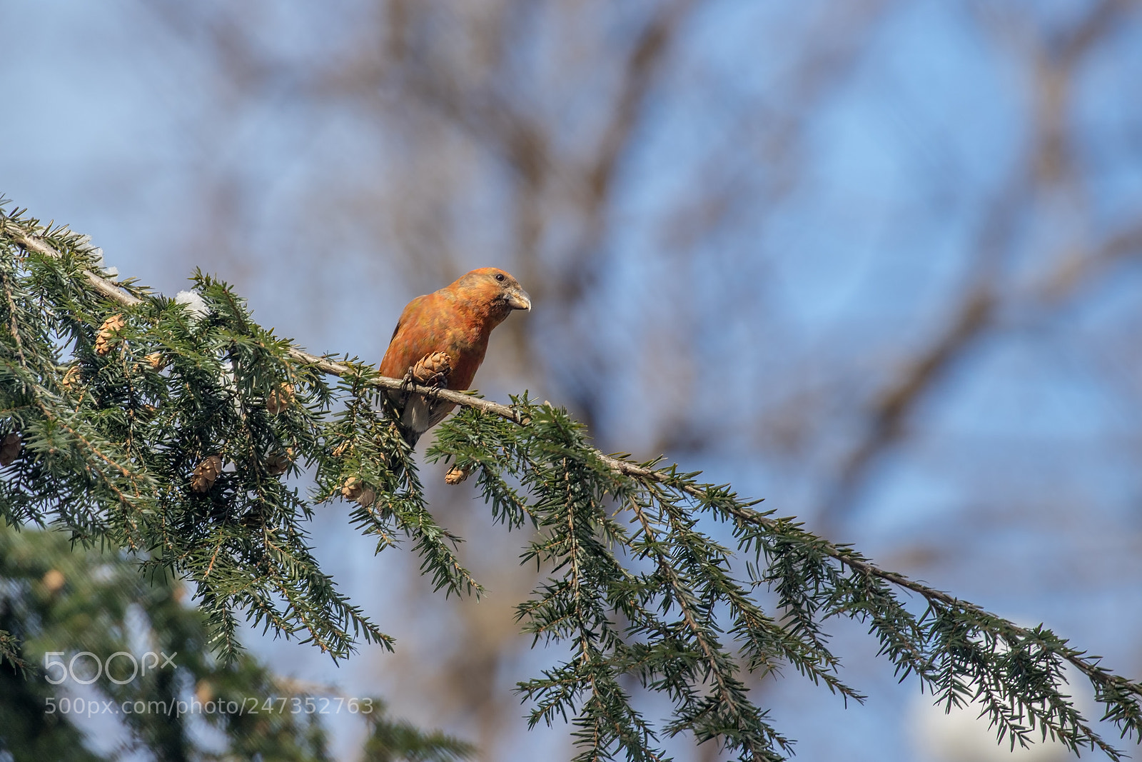 Canon EOS 80D sample photo. Red crossbill photography