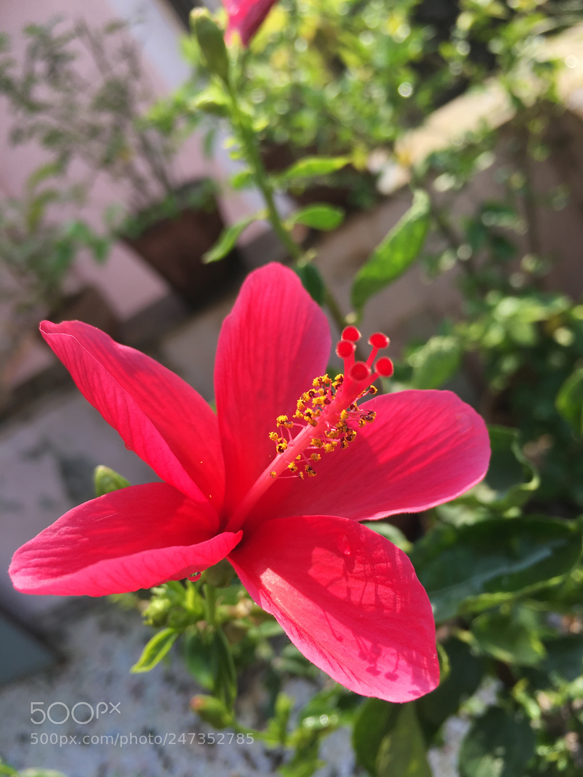 Apple iPhone 6s sample photo. Untitled photography