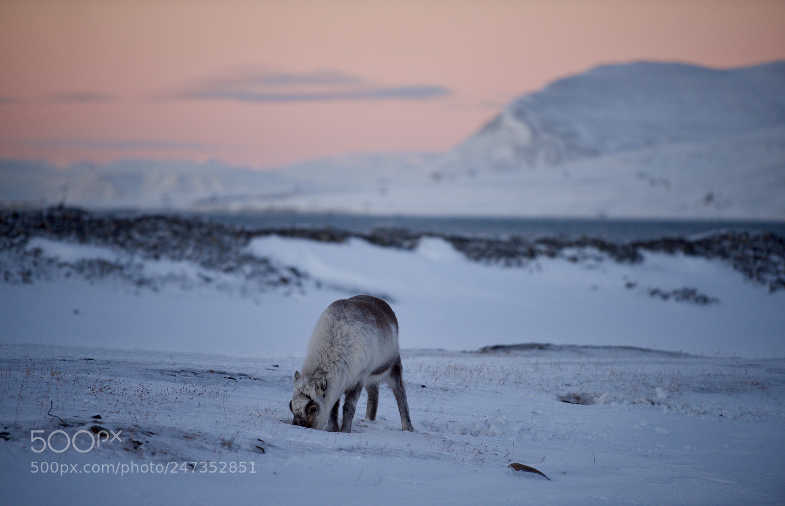 Nikon D810 sample photo. Rain deer on svalbard. photography