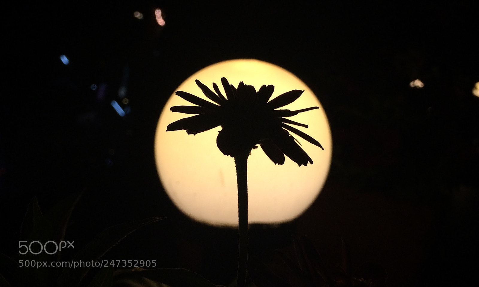 Apple iPhone 5s sample photo. Silhouette of a flower !!! photography