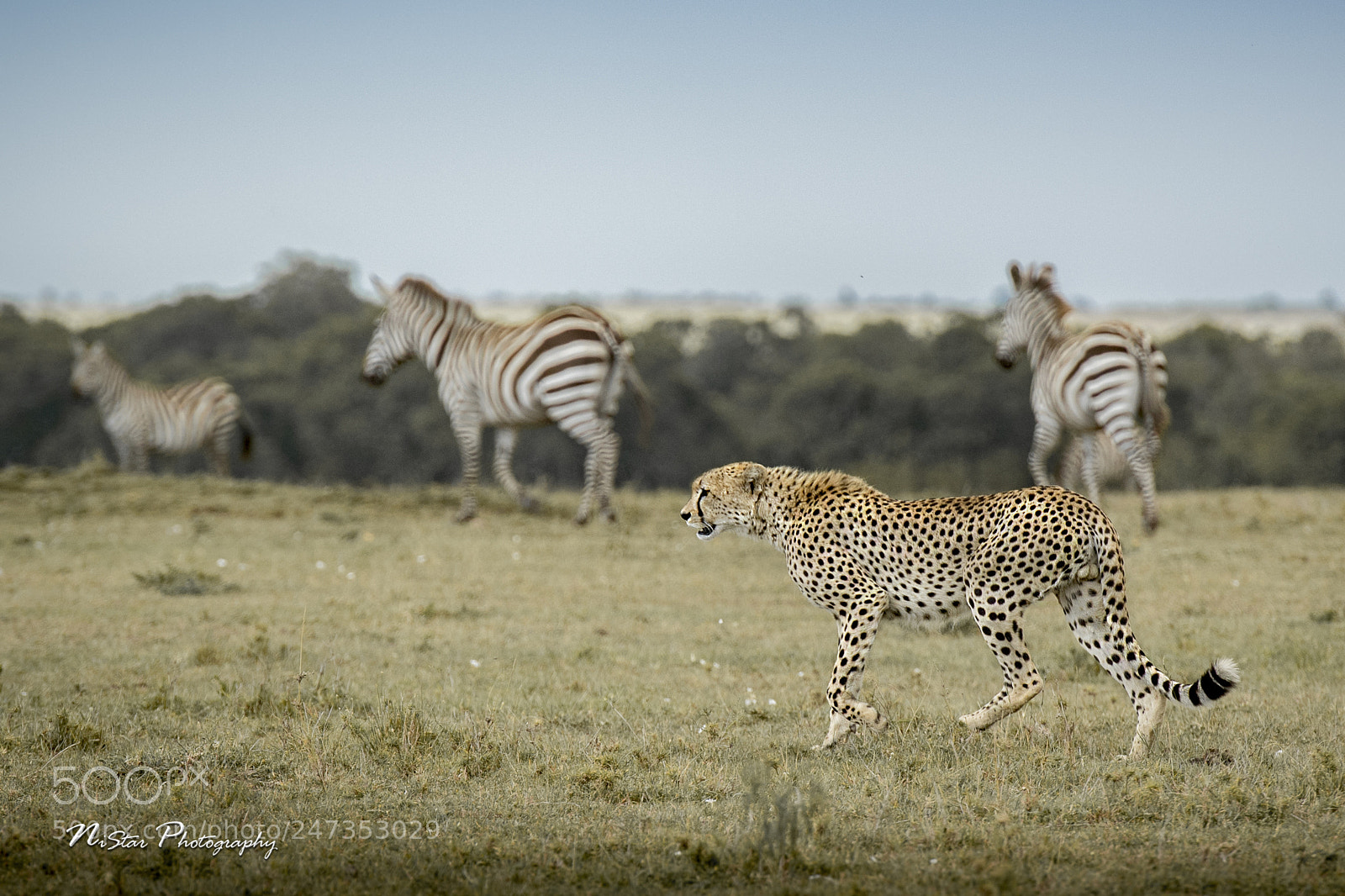 Nikon D5 sample photo. Cheetah walk photography