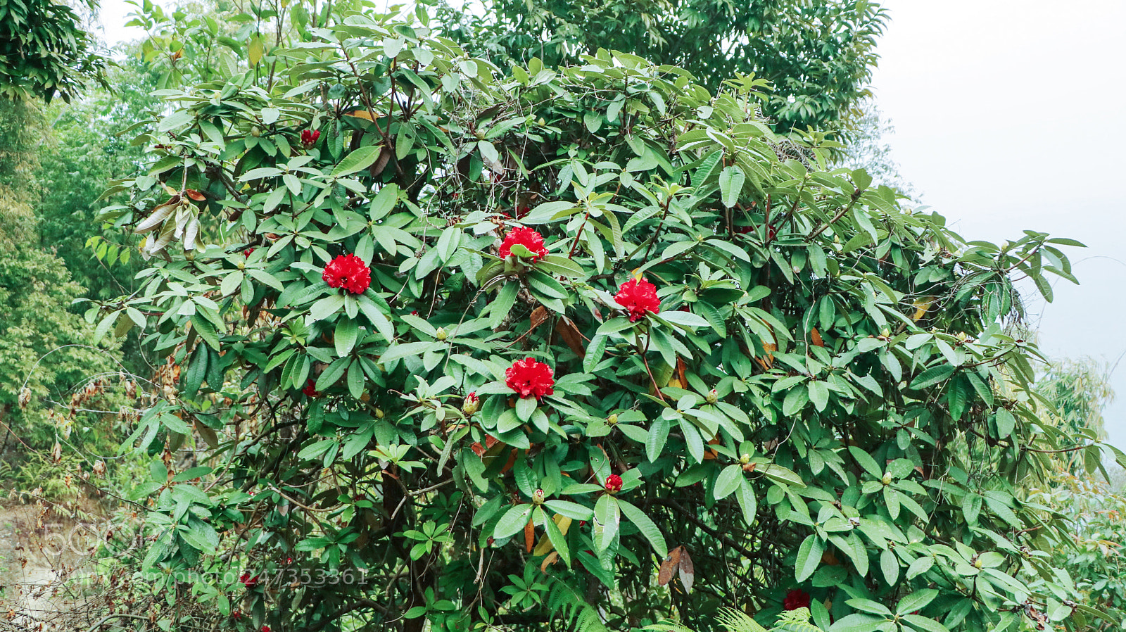 Canon EOS 80D sample photo. Rhododendrons flowers photography