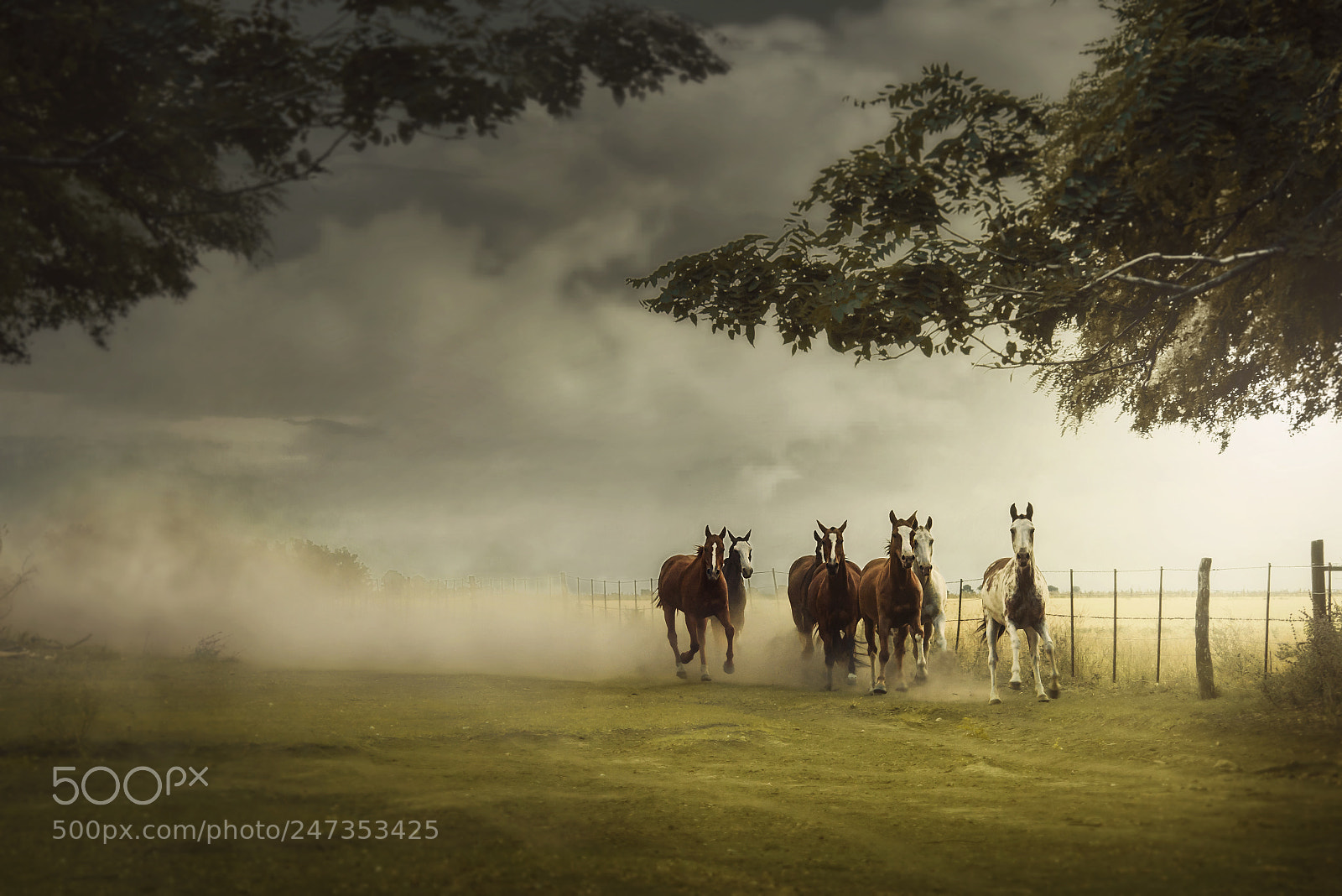 Nikon D610 sample photo. Wild horses photography