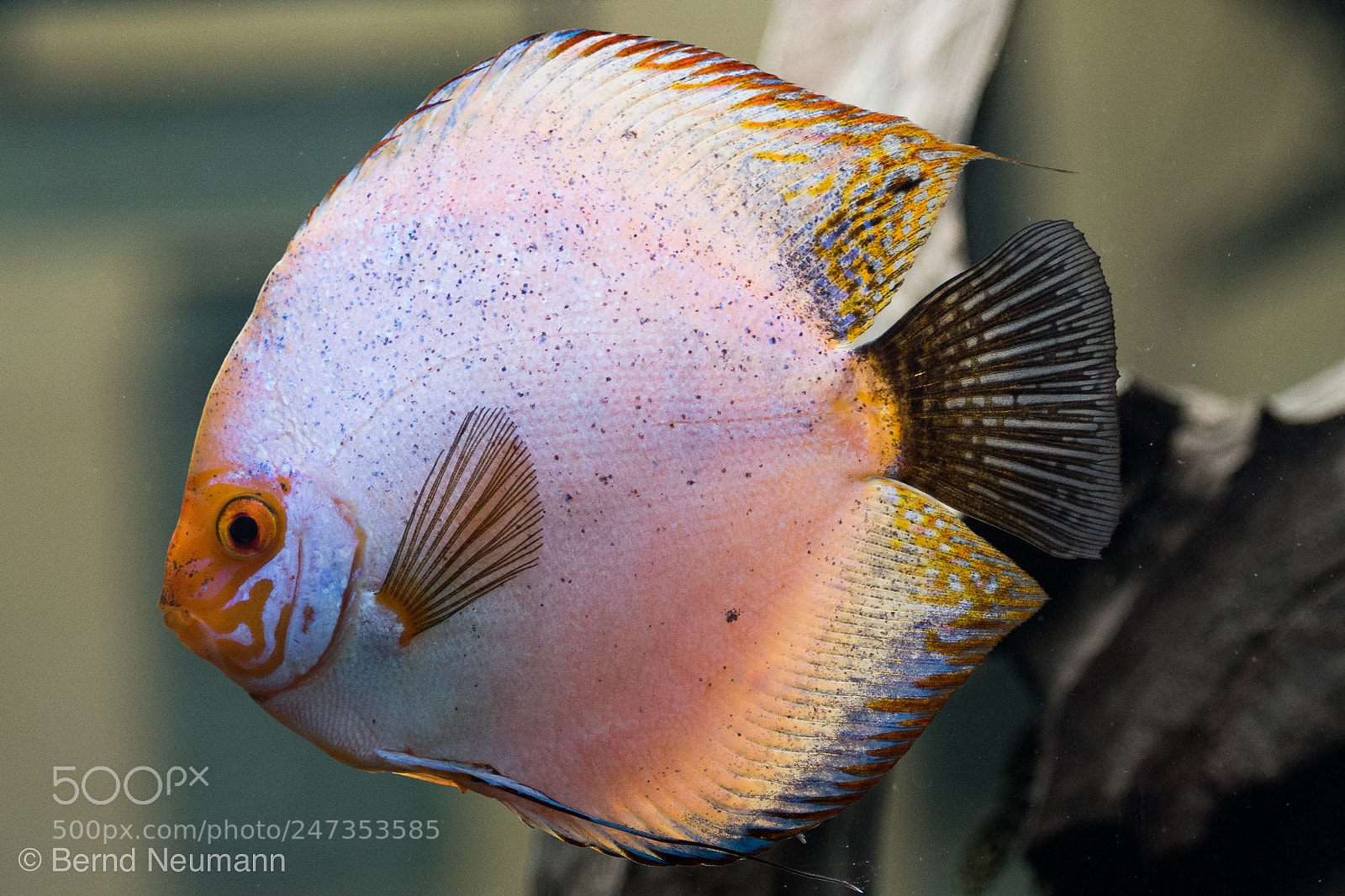 Nikon D7500 sample photo. Diskus fish jumbo photography