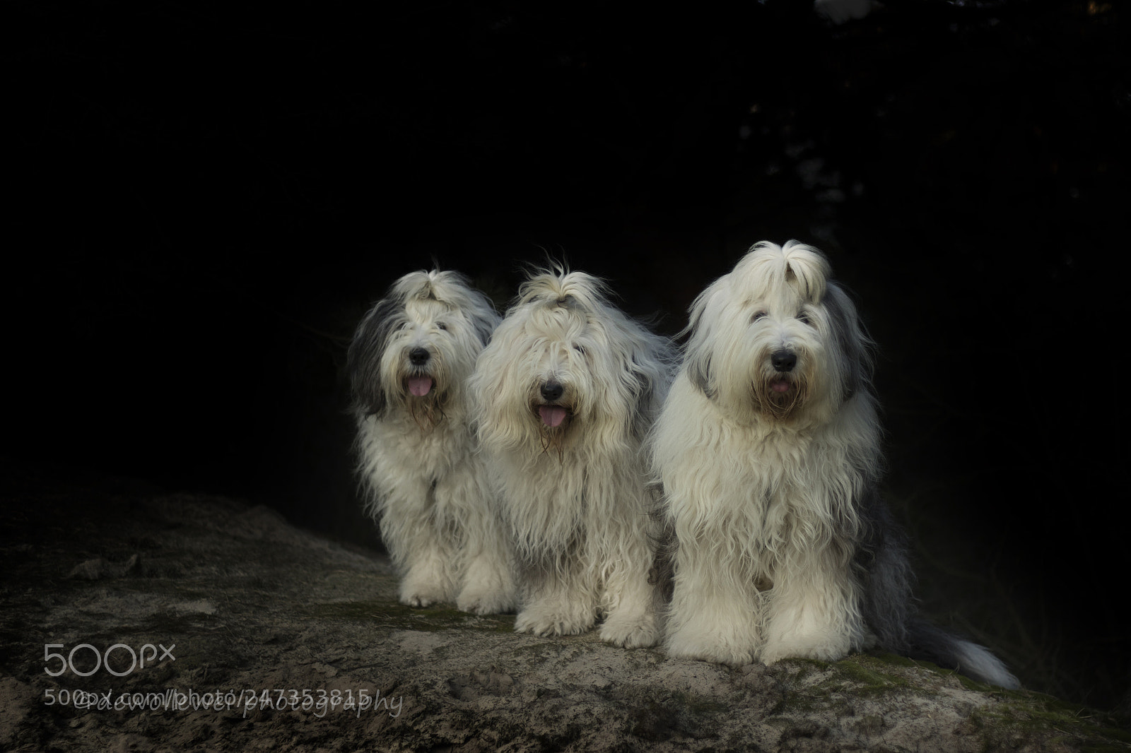 Canon EOS 7D Mark II sample photo. Scarlett, sarah and shane photography