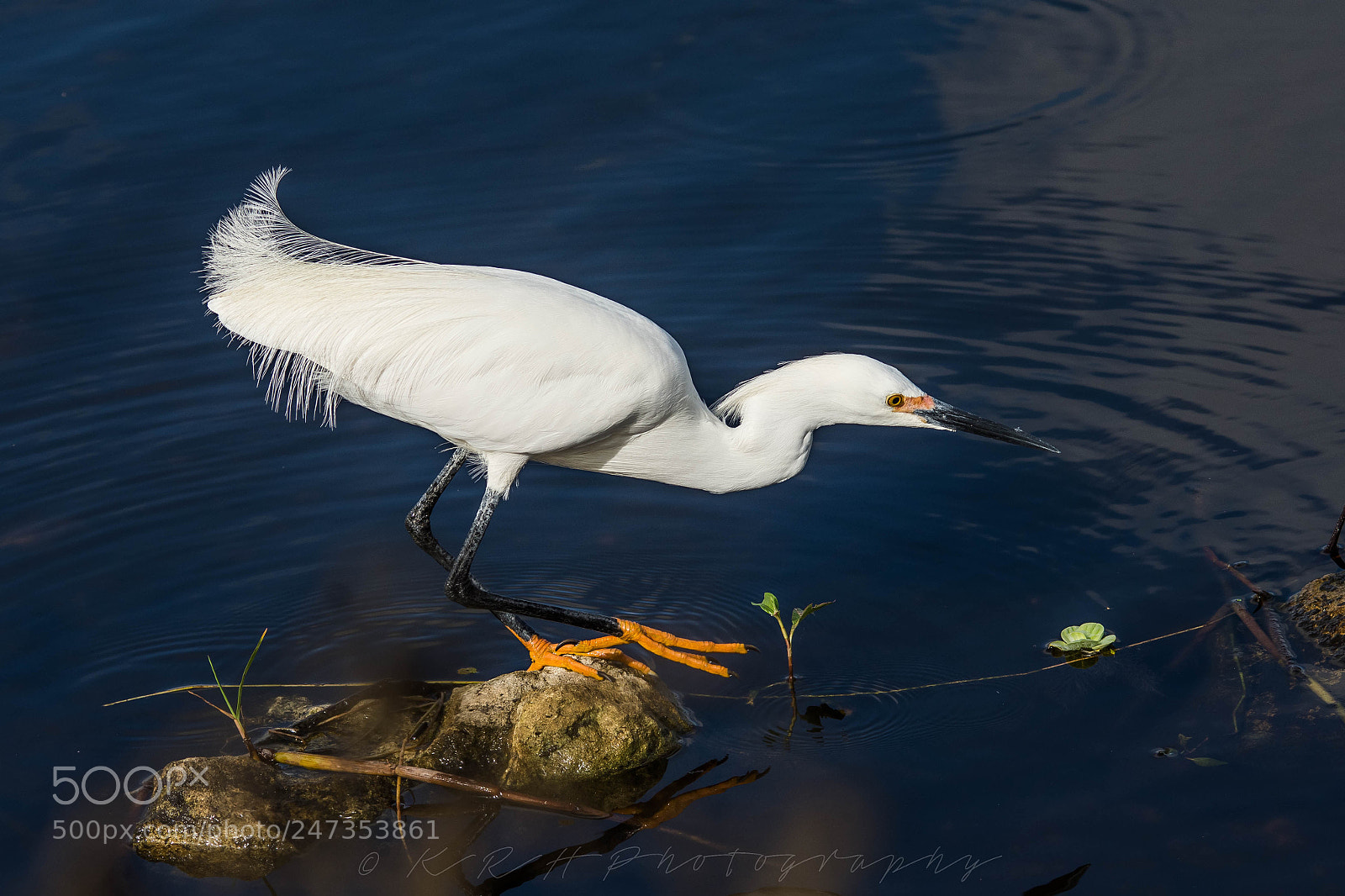 Nikon D7200 sample photo. Snowy egret photography