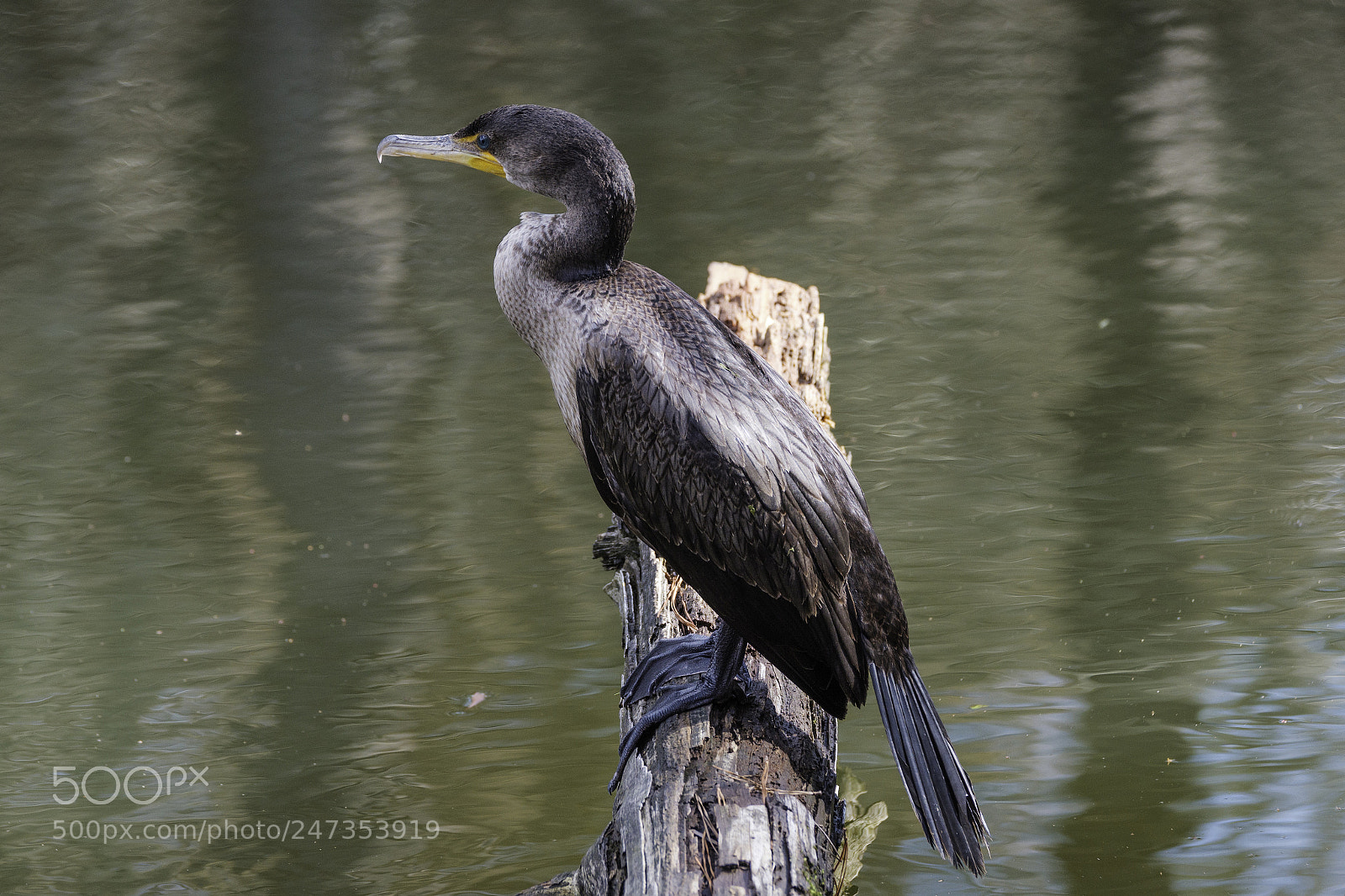 Fujifilm X-T2 sample photo. Watchful cormorant photography