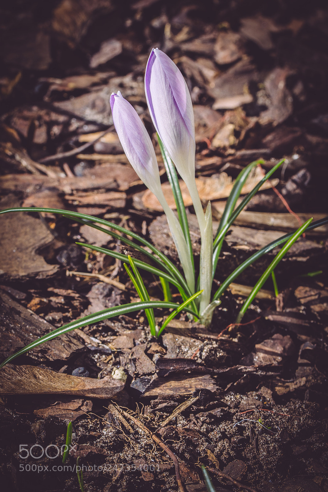 Nikon D7200 sample photo. Vorboten des frühlings photography
