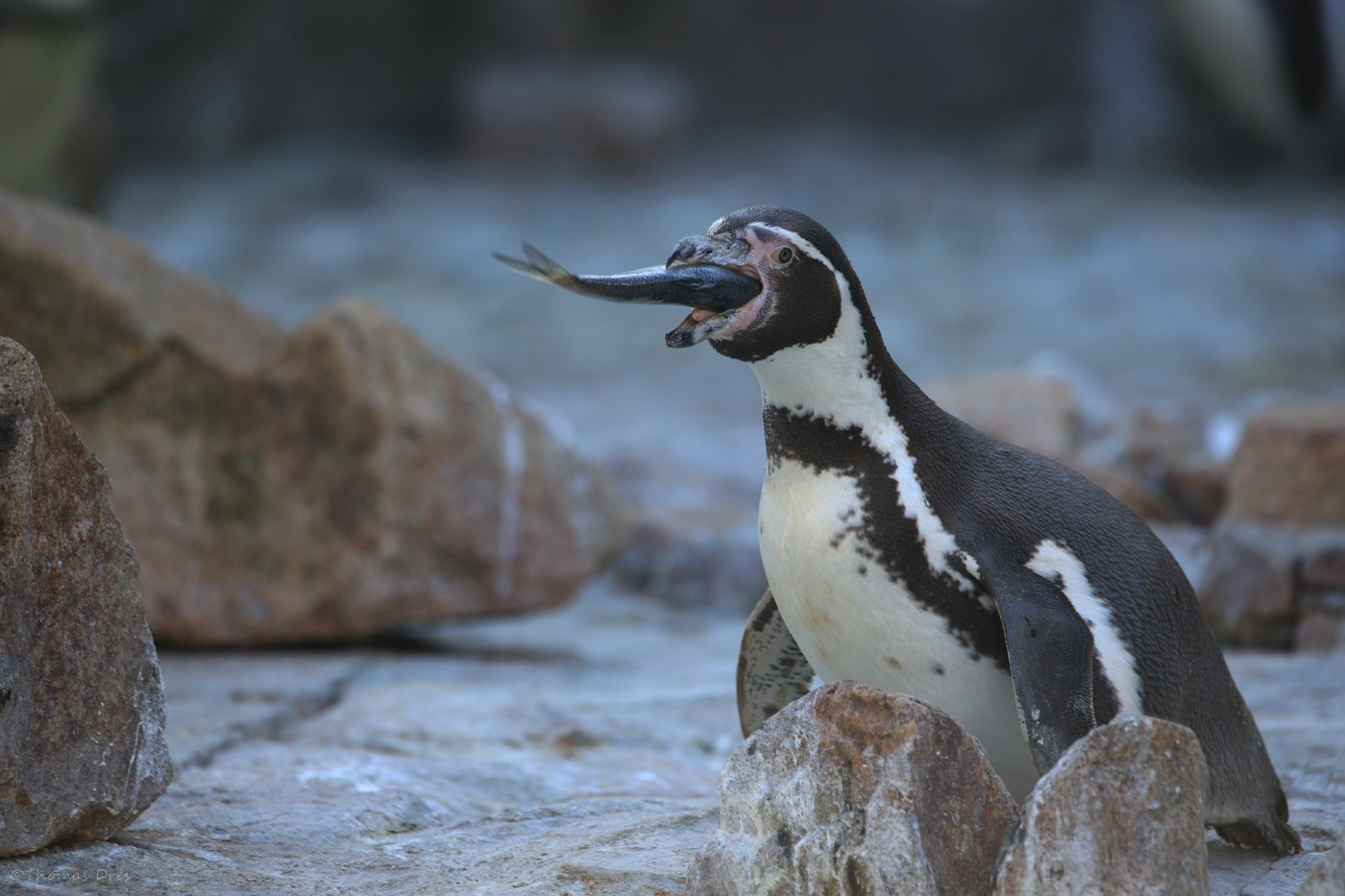 Sigma 150-600mm F5-6.3 DG OS HSM | C sample photo. Lunch at the penguin photography