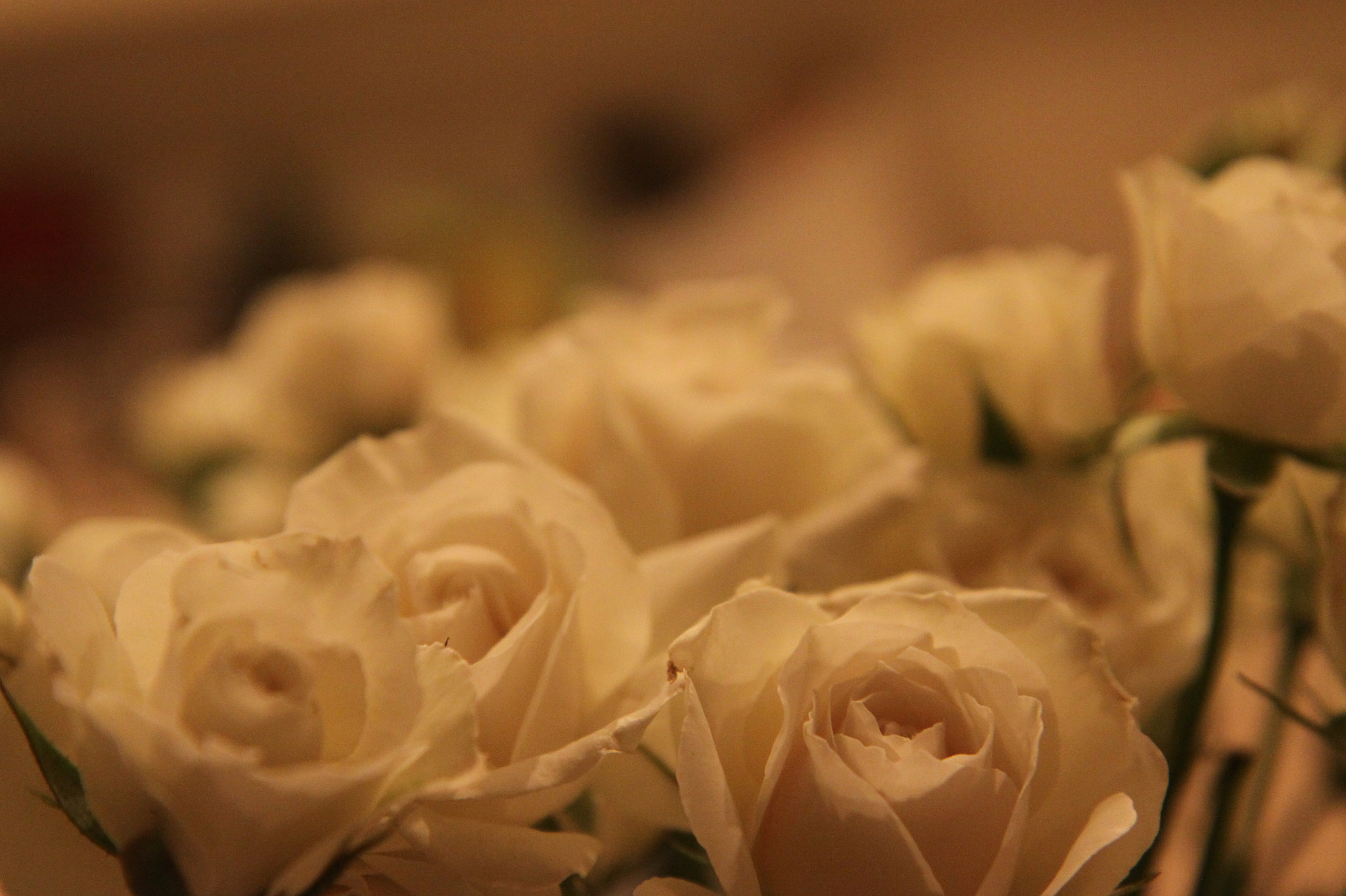 Canon EF-S 17-55mm F2.8 IS USM sample photo. Img photography