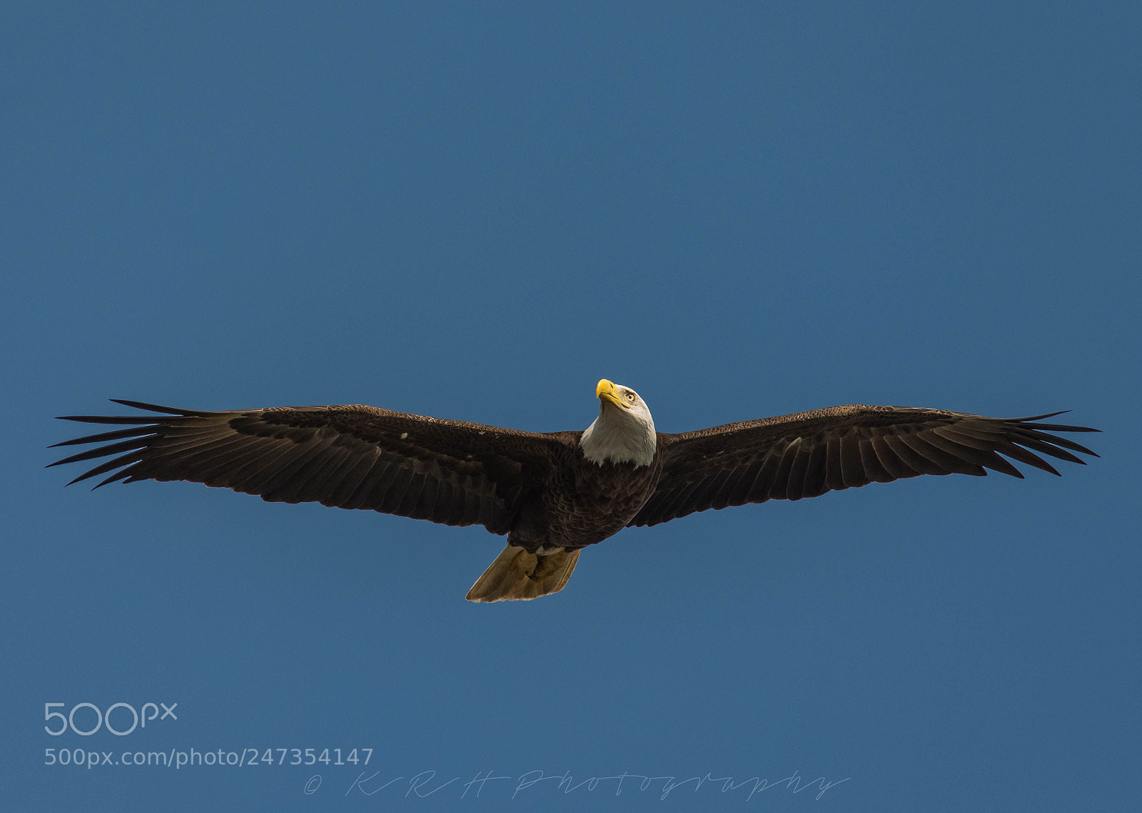 Nikon D7200 sample photo. Bald eagle photography
