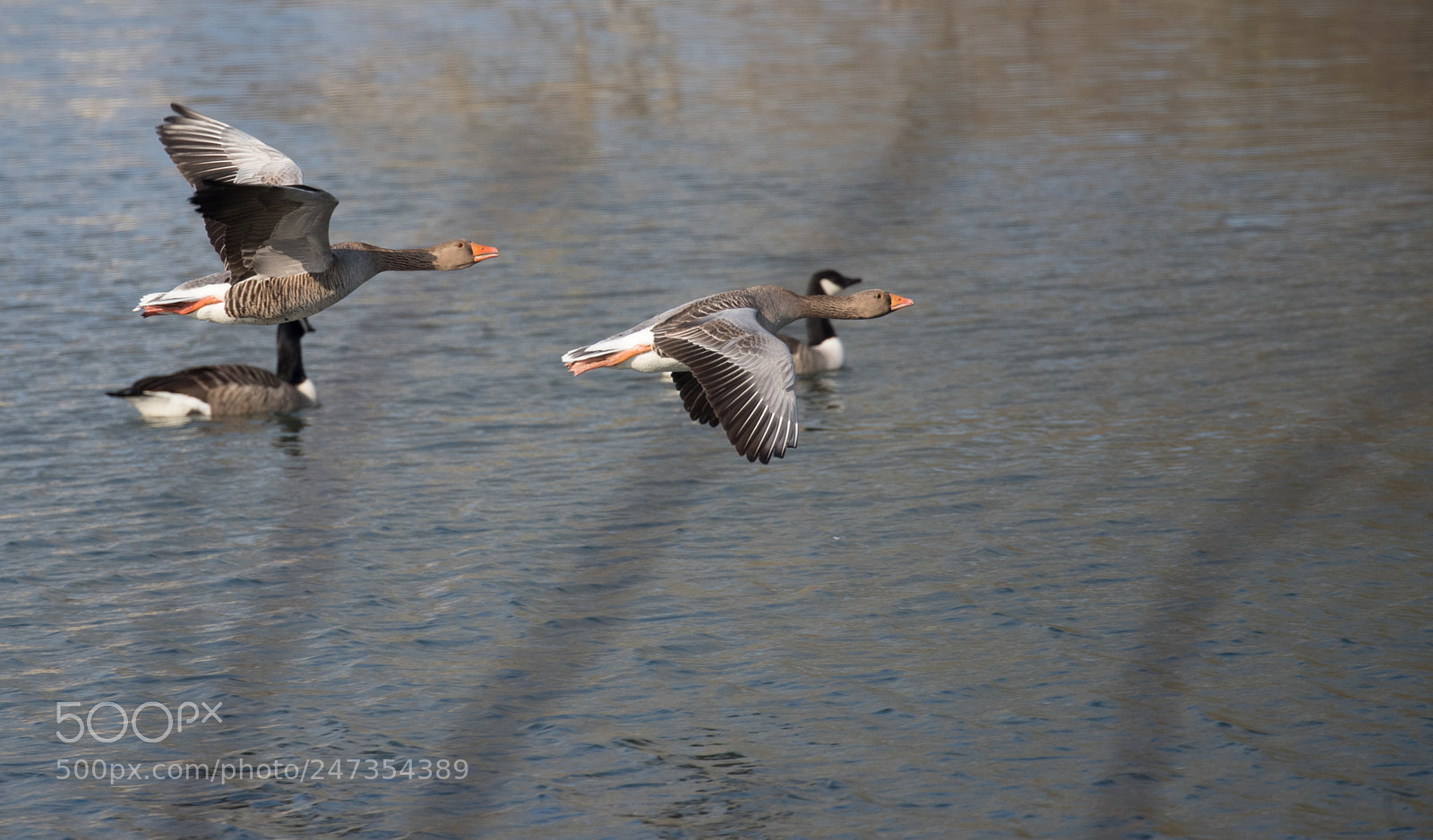 Canon EOS-1D X Mark II sample photo. Graylag geese photography