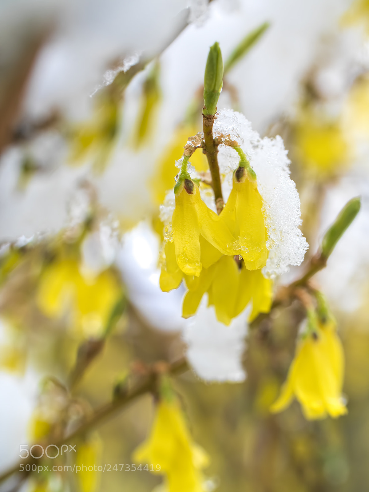 Panasonic Lumix DC-G9 sample photo. Wintry blast photography