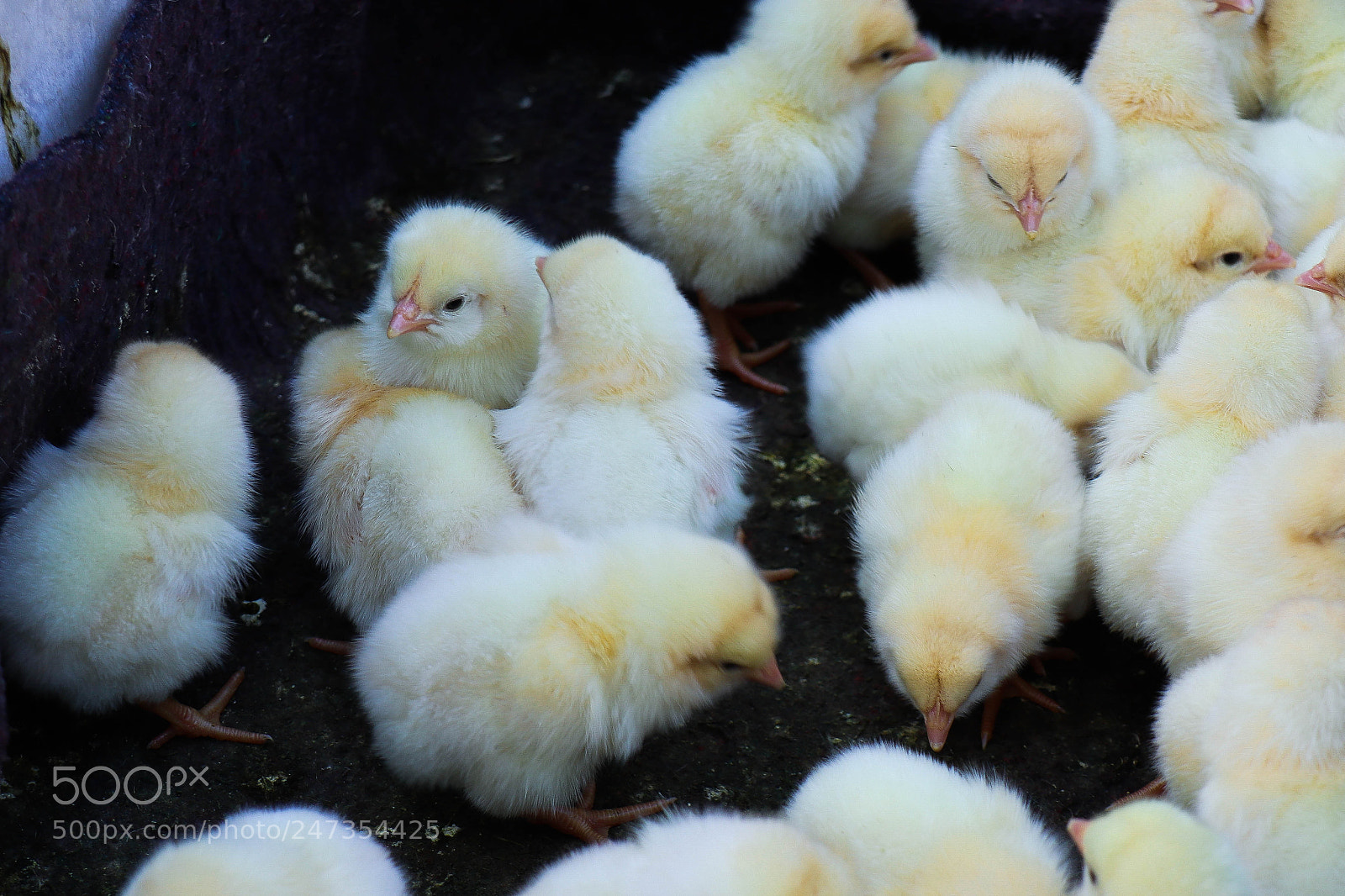 Canon EOS M5 sample photo. Chicken photography