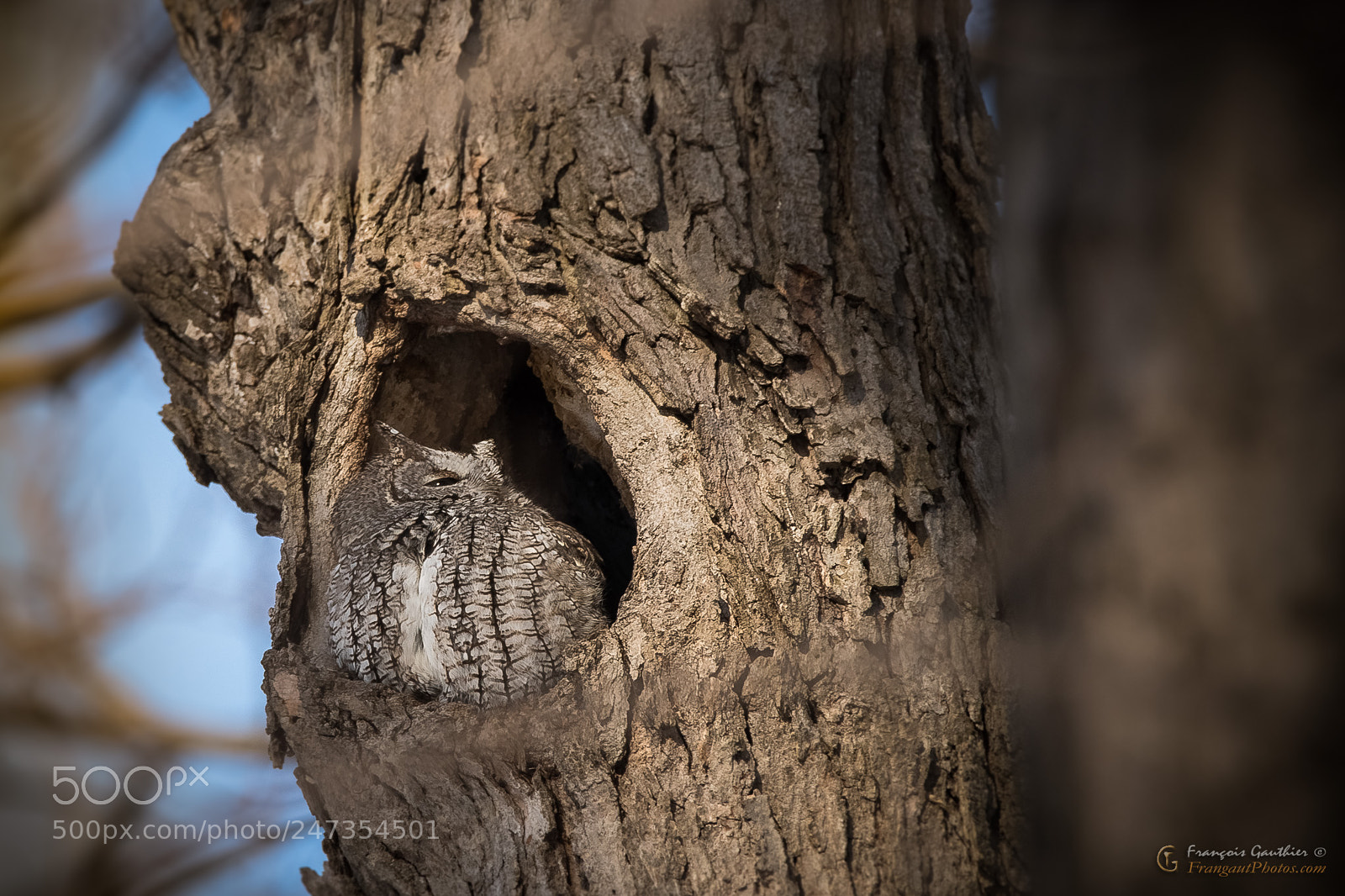 Nikon D500 sample photo. _fgn4665-2.jpg photography