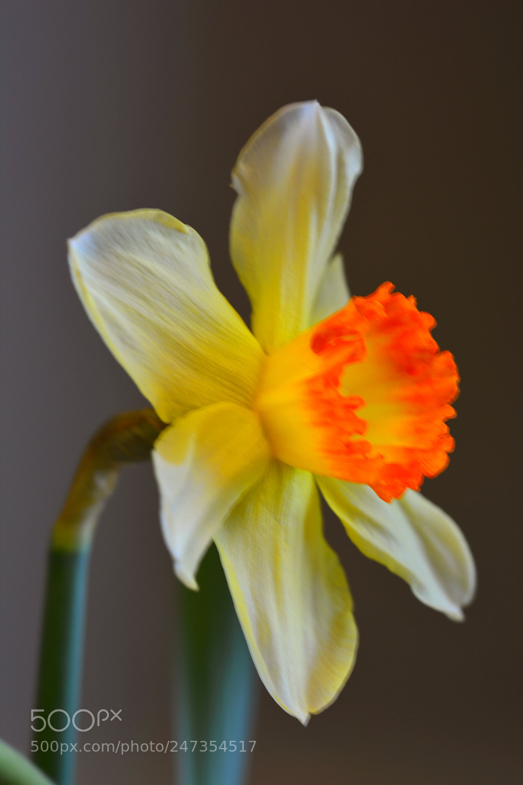 Nikon D5200 sample photo. Untitled photography