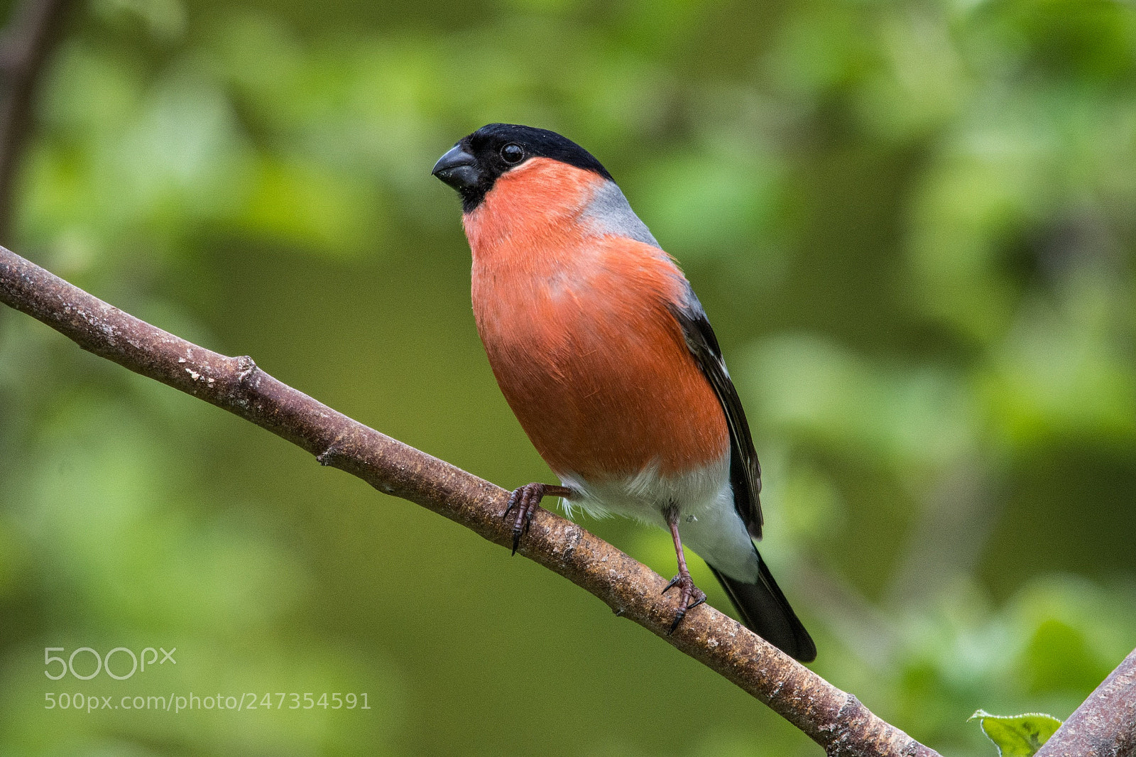Nikon D7200 sample photo. Bullfinch photography