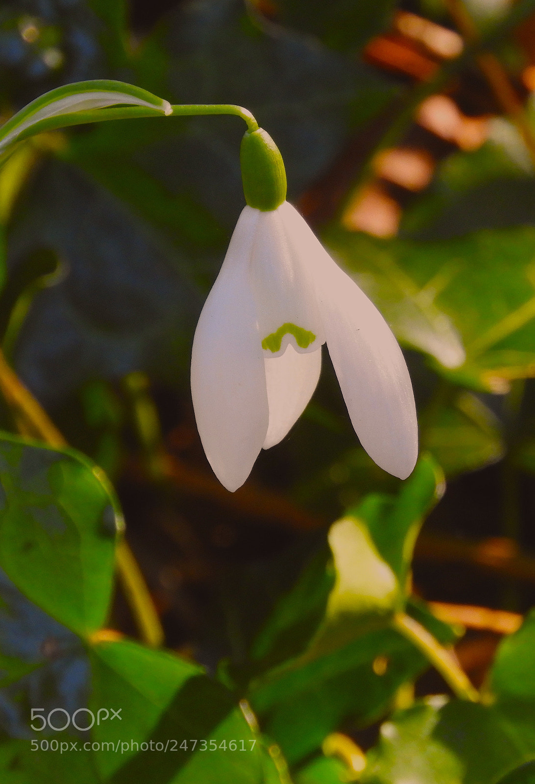 Nikon Coolpix B700 sample photo. Snowdrop portrait photography