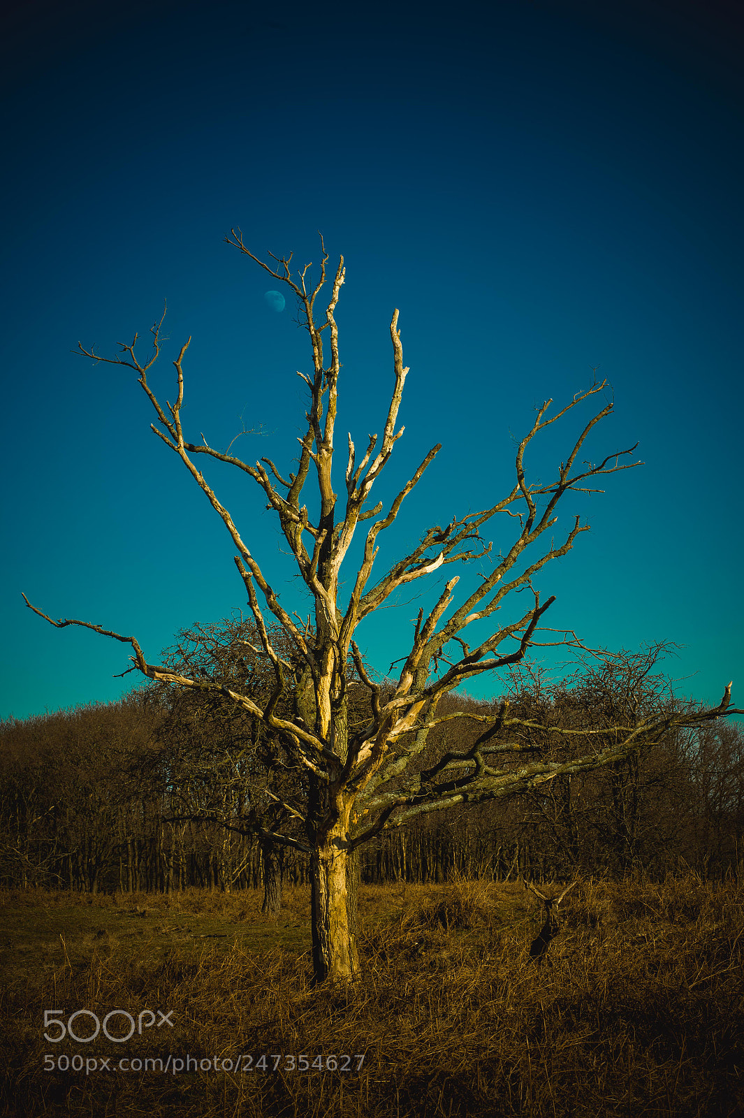 Nikon D4 sample photo. Aftermoon with tree photography