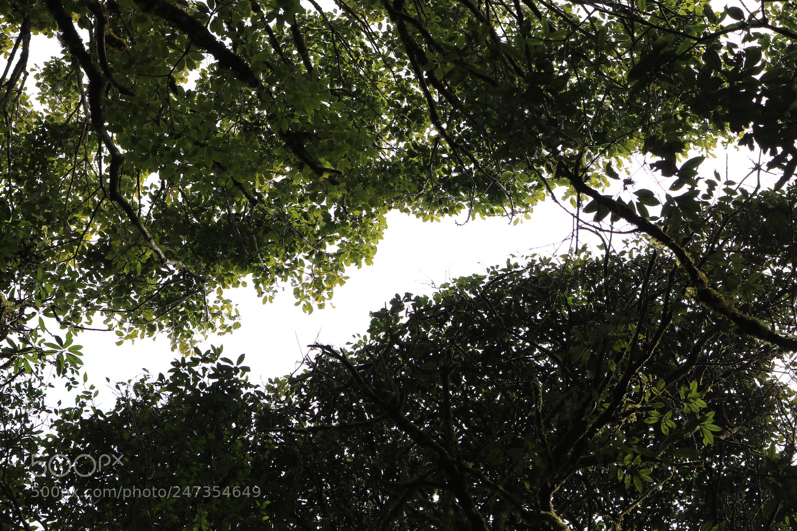 Canon EOS 750D (EOS Rebel T6i / EOS Kiss X8i) sample photo. Line photography