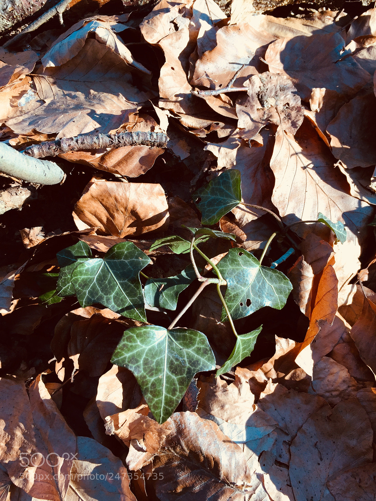 Apple iPhone 6 sample photo. A little bit of photography