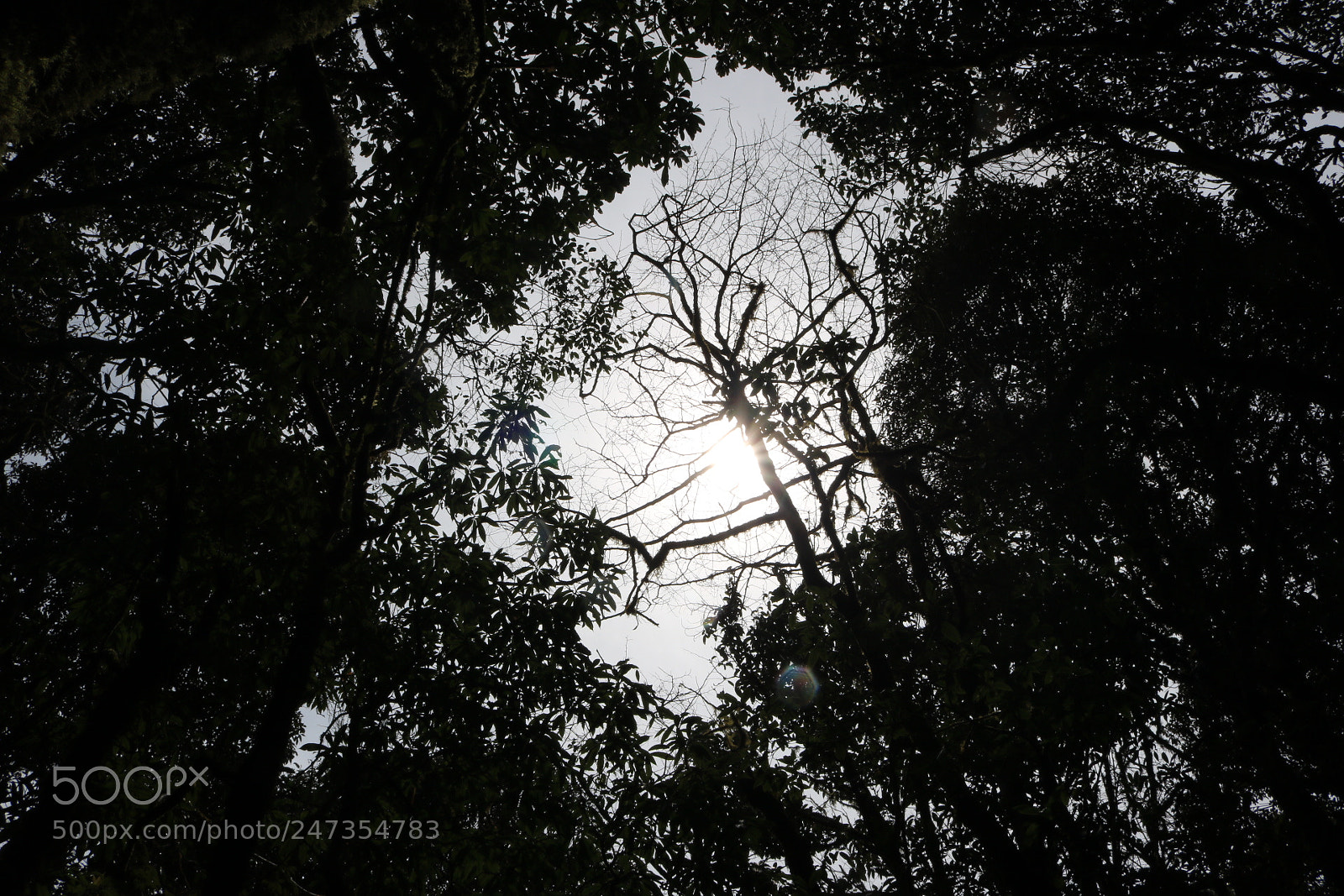 Canon EOS 750D (EOS Rebel T6i / EOS Kiss X8i) sample photo. Sunshine&tree photography