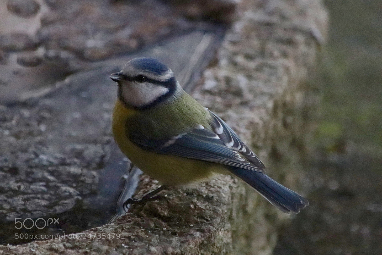 Canon EOS 77D (EOS 9000D / EOS 770D) sample photo. Bluetit drinking water photography