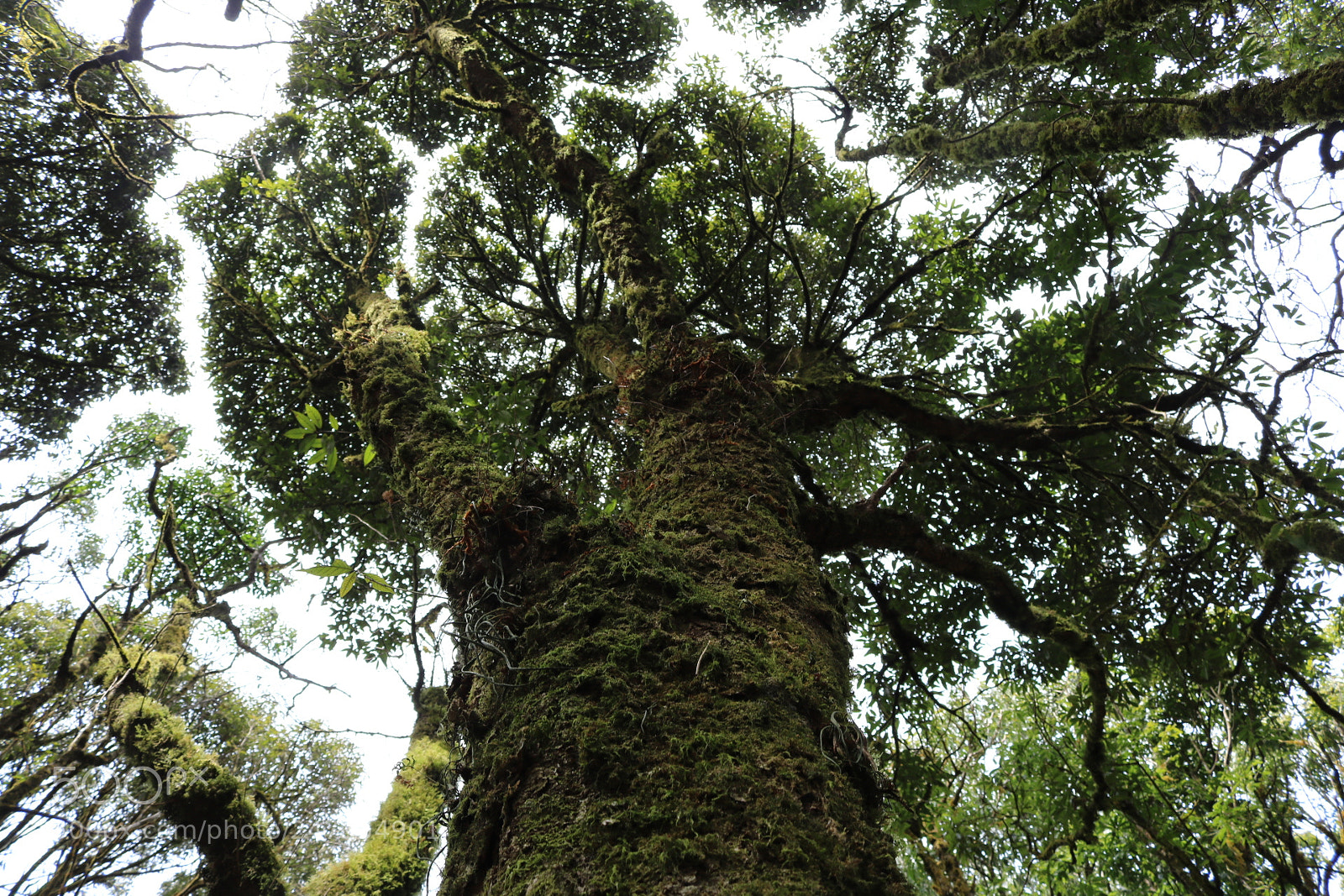 Canon EOS 750D (EOS Rebel T6i / EOS Kiss X8i) sample photo. Big tree photography