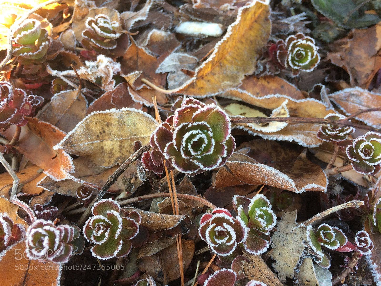 Apple iPhone 5s sample photo. The frosty morning photography