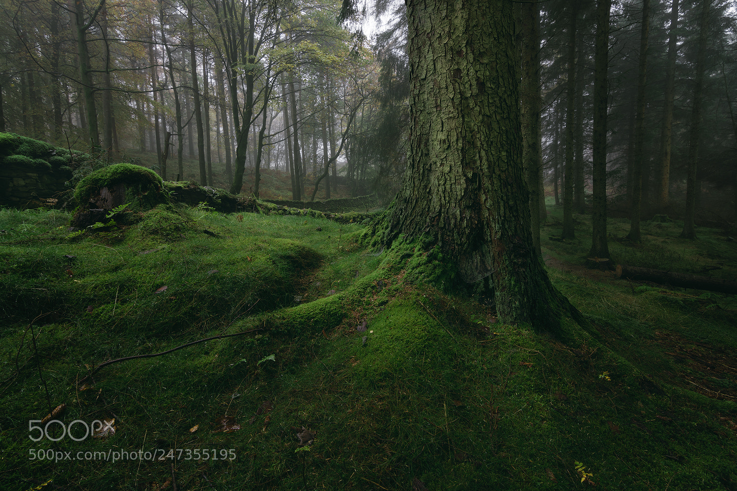Nikon D7100 sample photo. Mossy woods photography