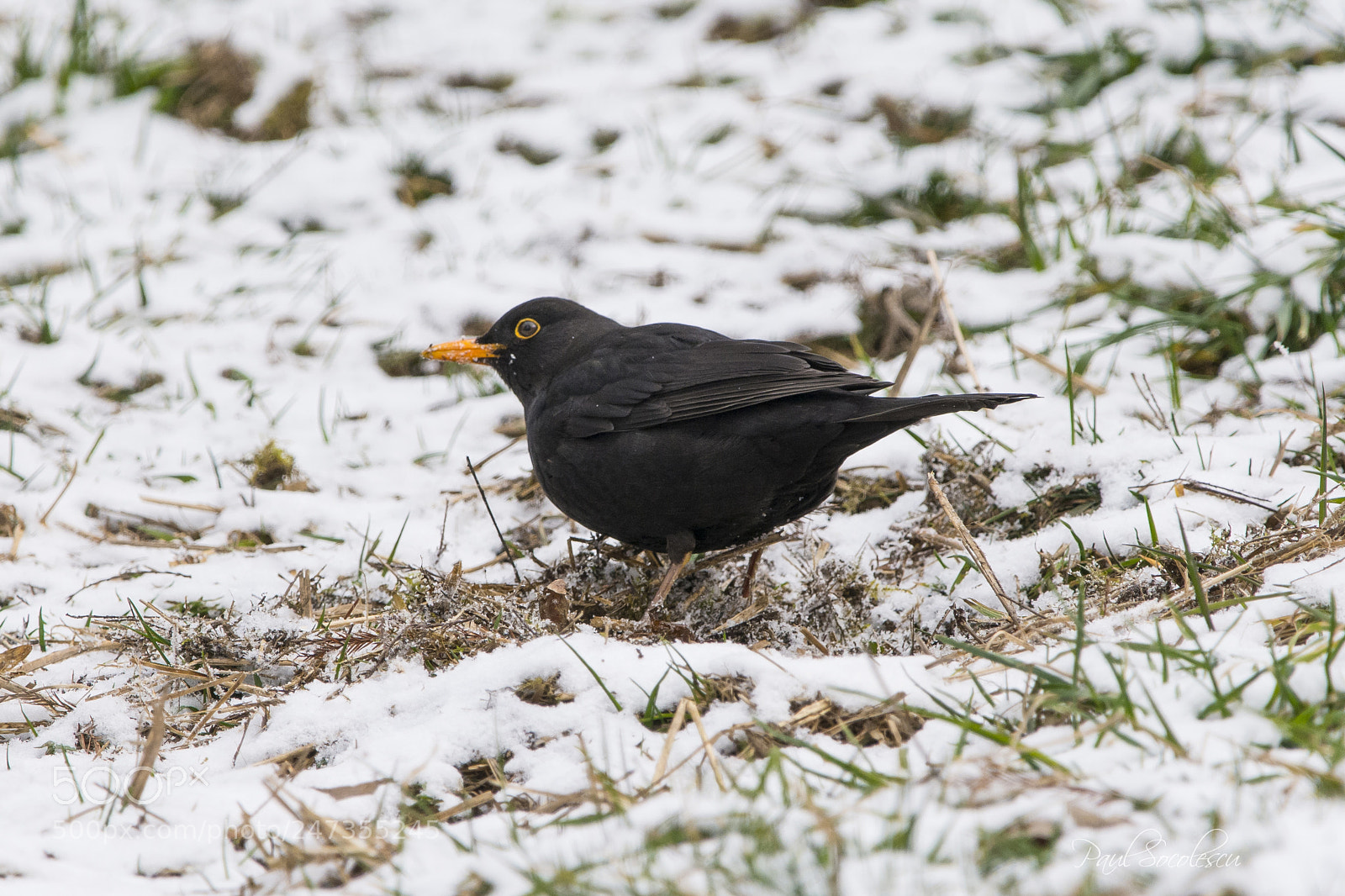 Nikon D7100 sample photo. Common blackbird photography