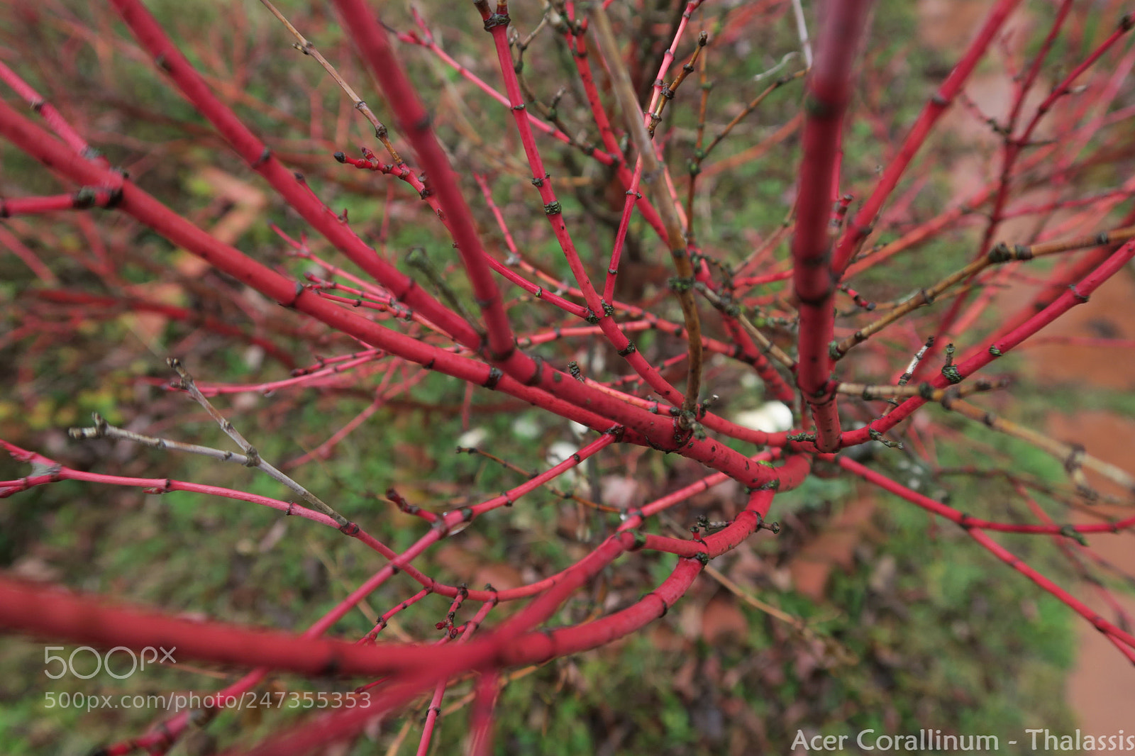 Canon PowerShot G7 X sample photo. Acer corallinum photography