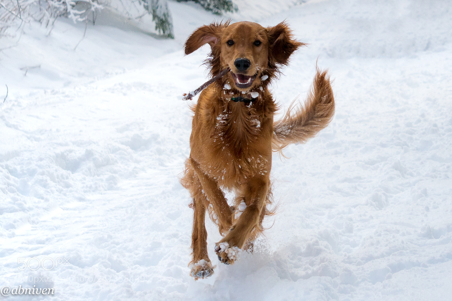 Sony a6300 sample photo. The joy of dog photography