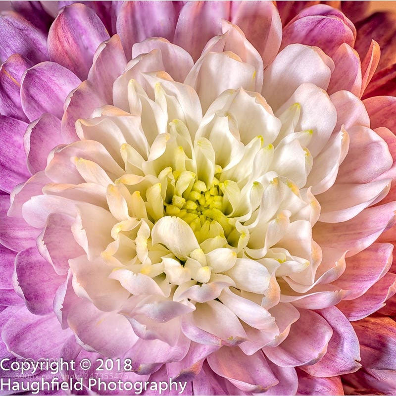 Sony a7R sample photo. Pink chrysanthemum photography