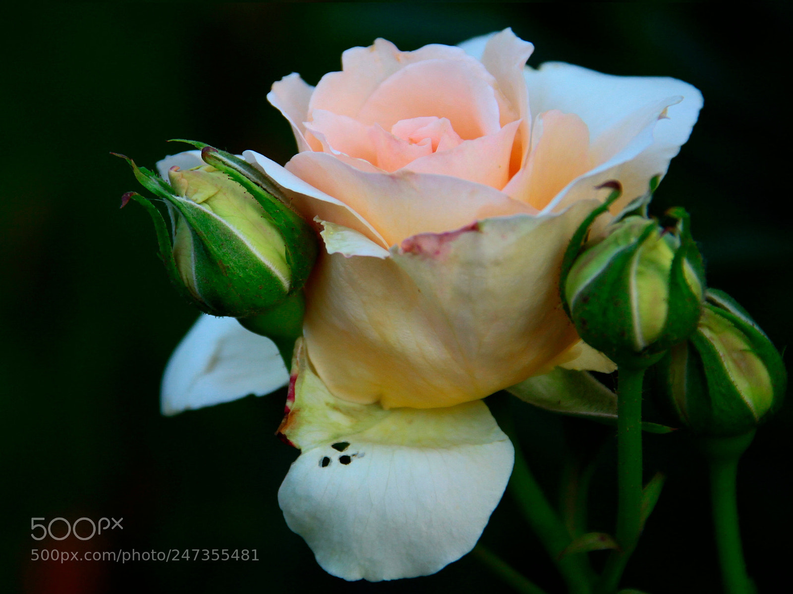 Canon EOS 50D sample photo. Untitled photography