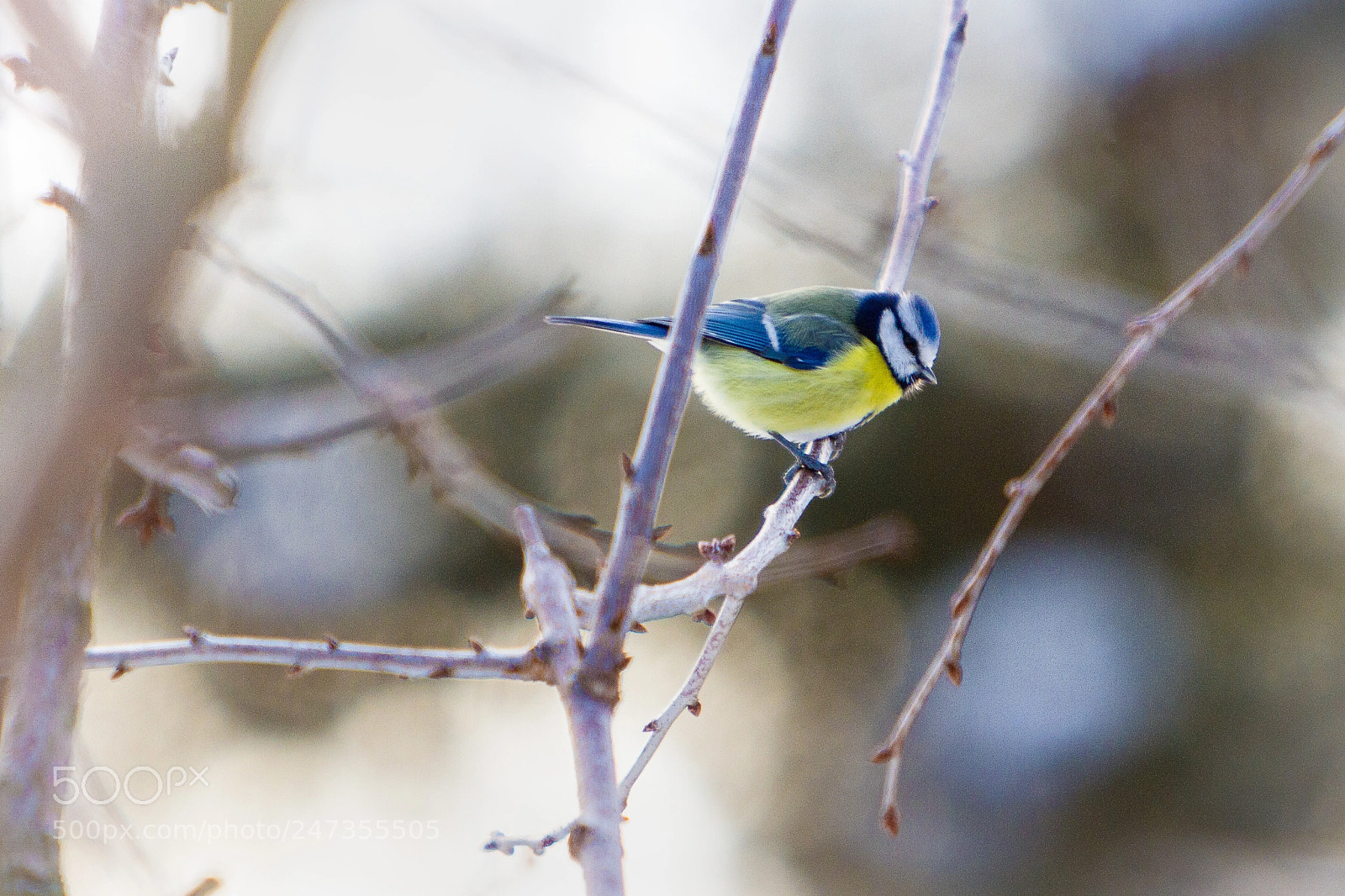 Canon EOS 7D sample photo. Birdwatching photography