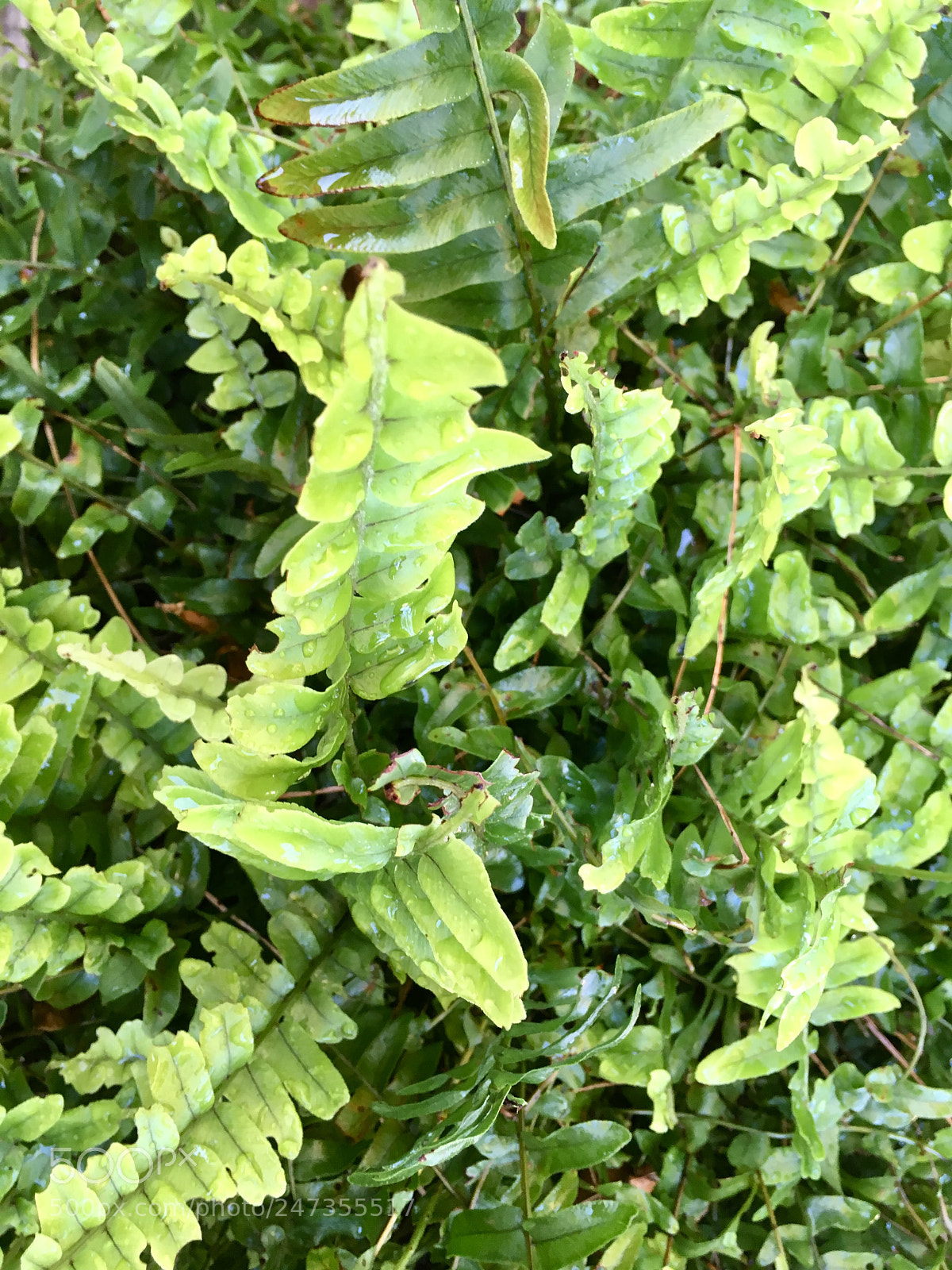 Apple iPhone SE sample photo. Ferns photography