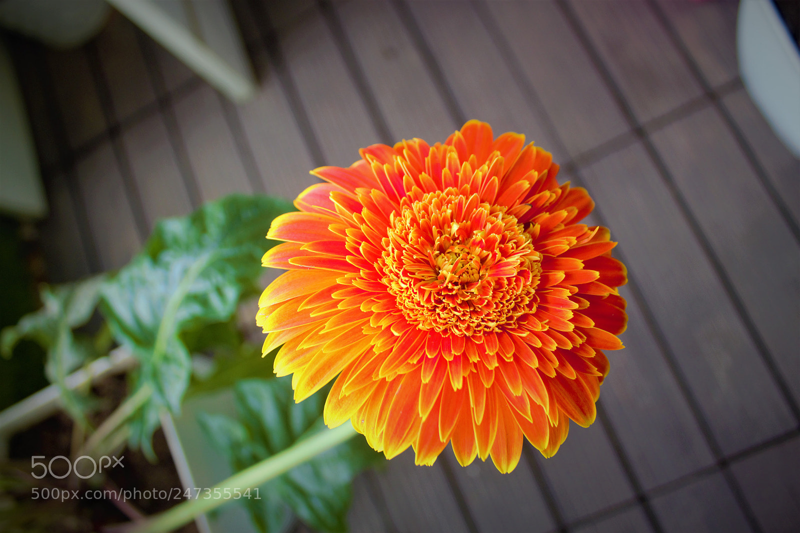 Canon EOS 600D (Rebel EOS T3i / EOS Kiss X5) sample photo. Gerbera flower in a photography