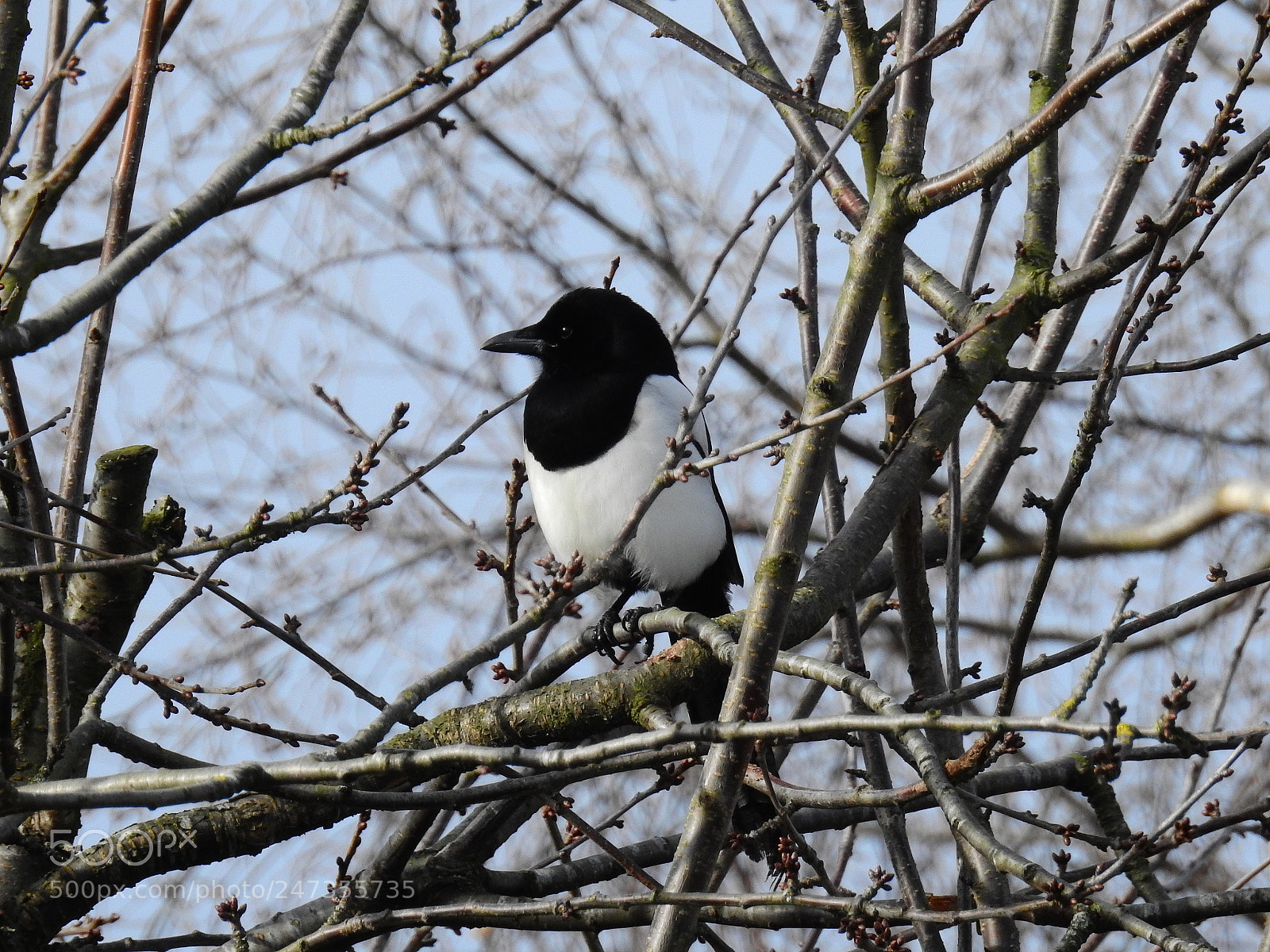 Nikon Coolpix P900 sample photo. Magpie photography